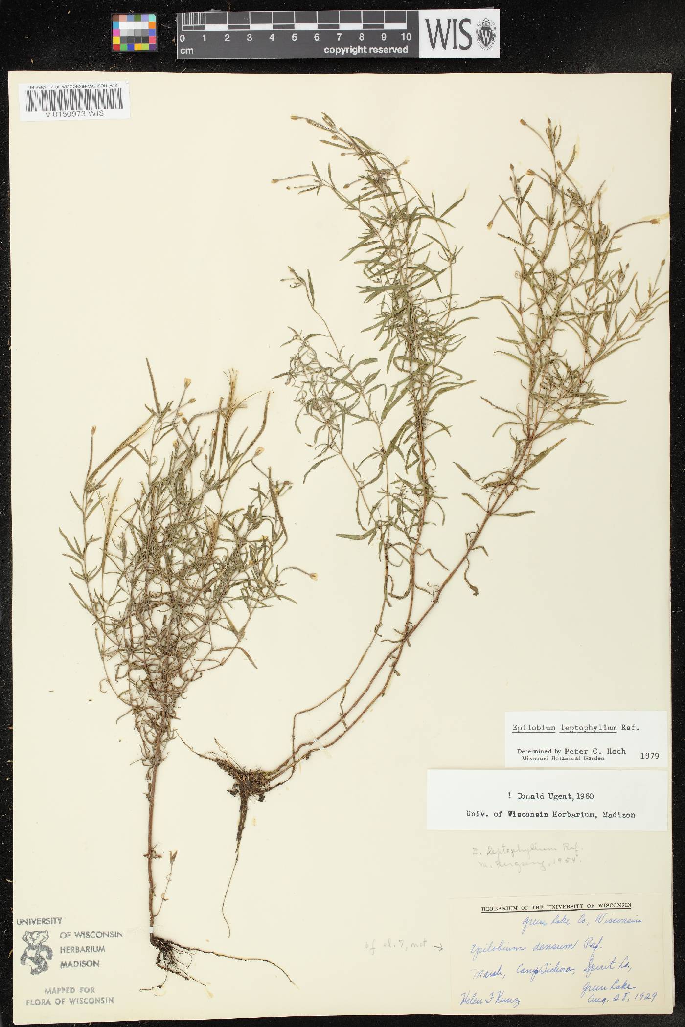 Epilobium leptophyllum image
