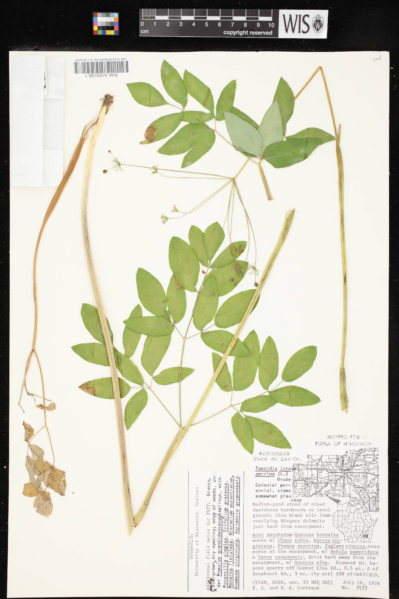 Taenidia integerrima image