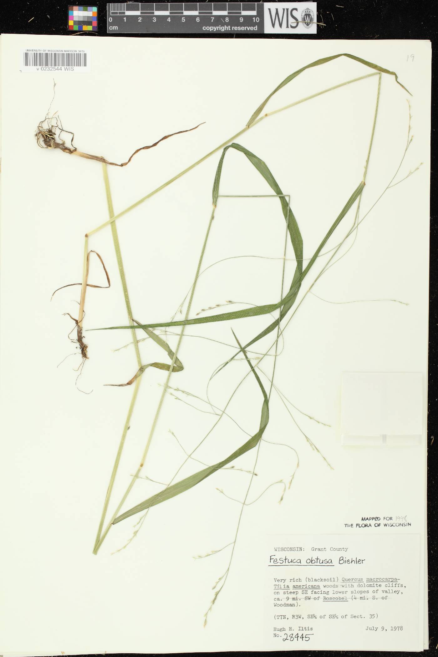 Festuca subverticillata image