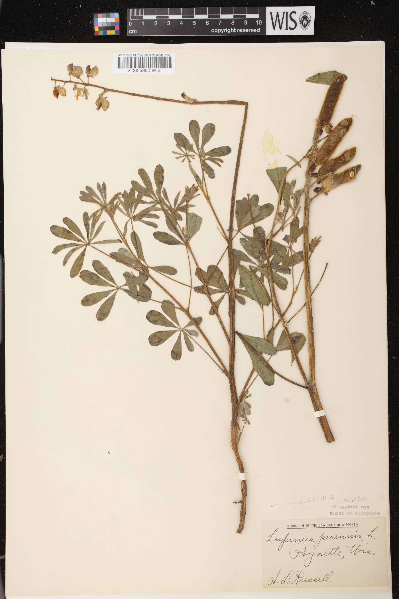 Lupinus perennis var. occidentalis image