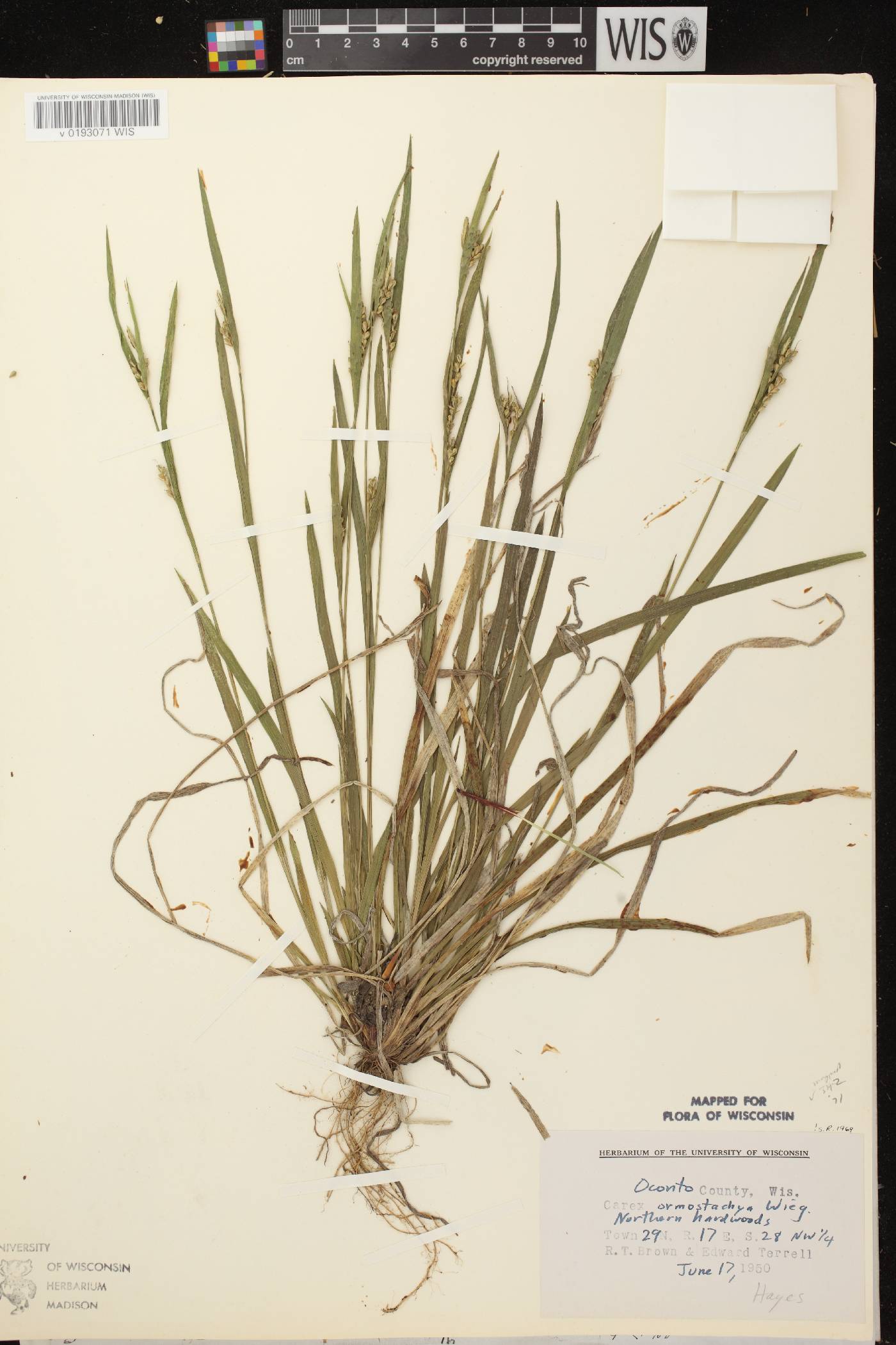 Carex ormostachya image