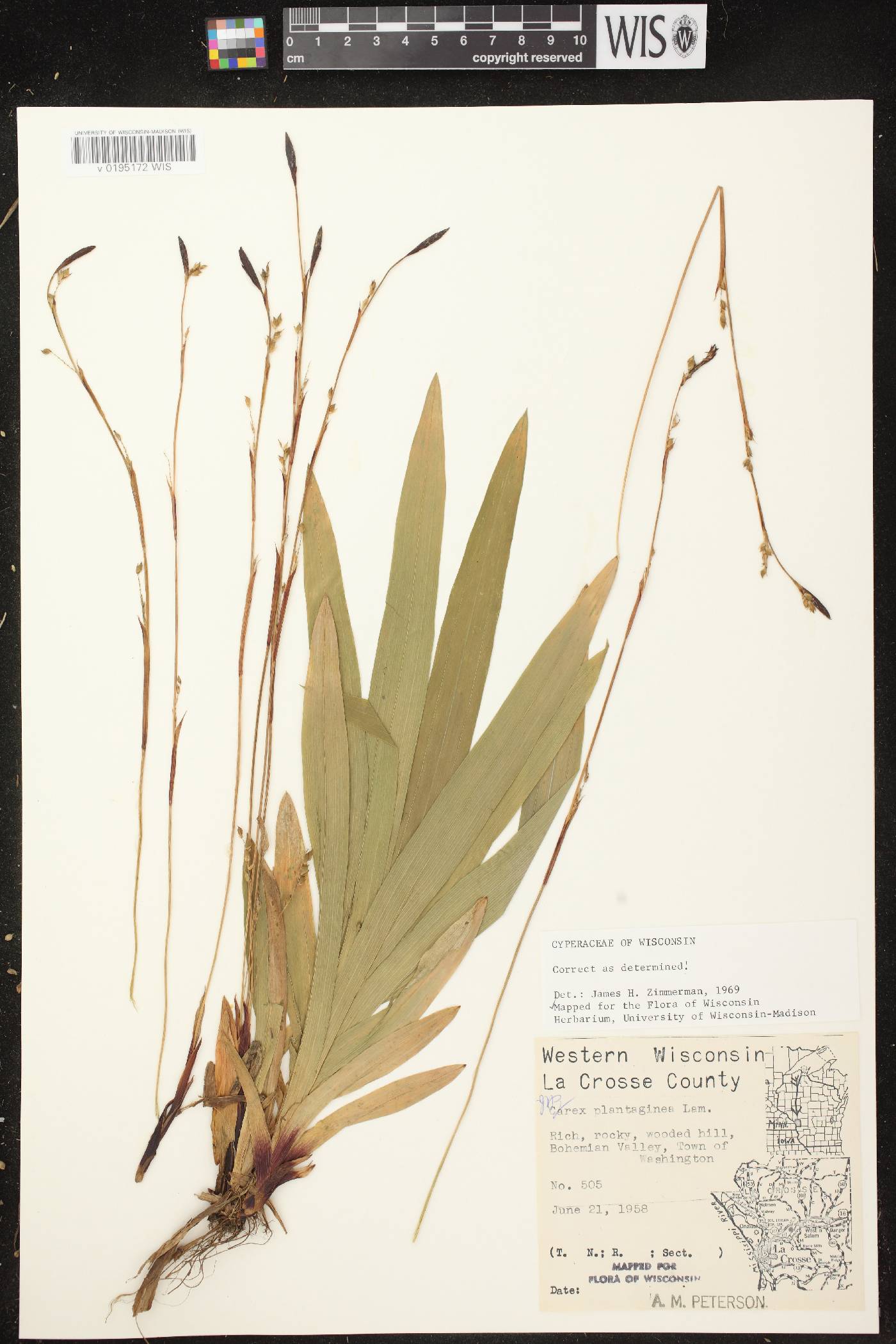 Carex plantaginea image