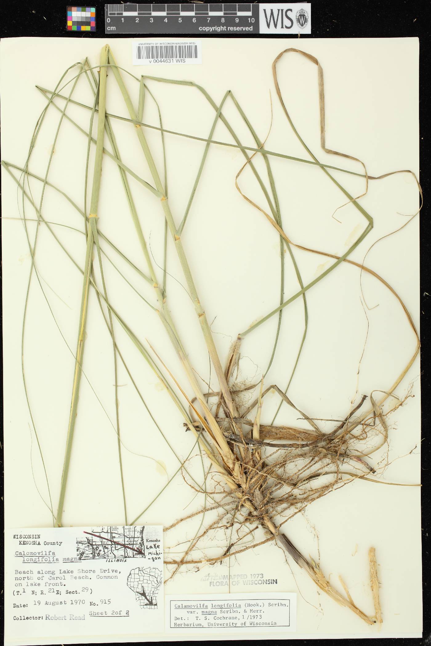 Calamovilfa longifolia image