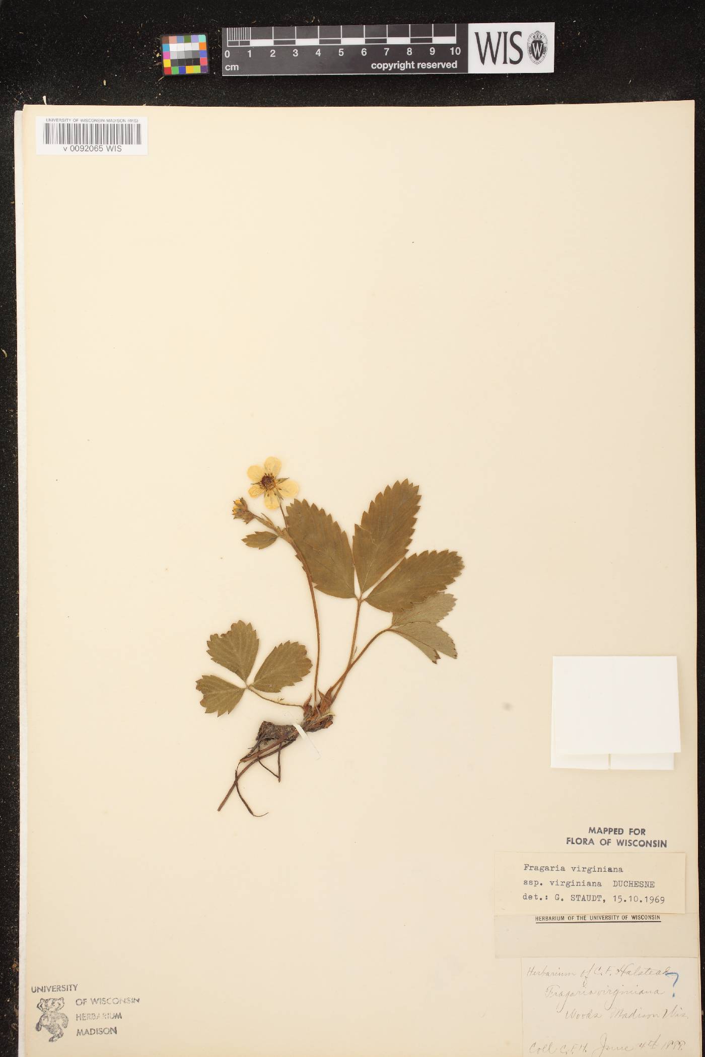 Fragaria virginiana image