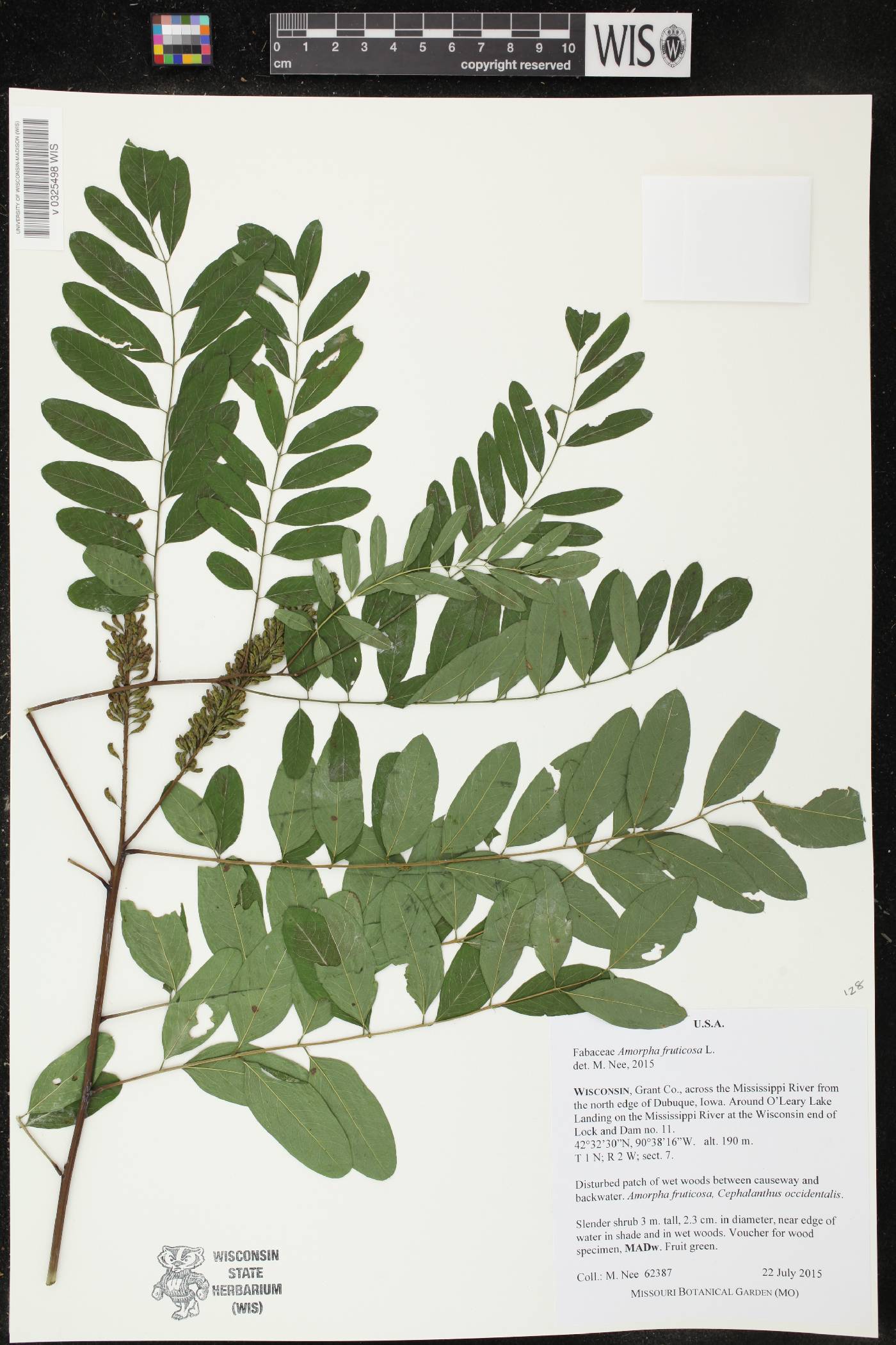 Amorpha fruticosa image