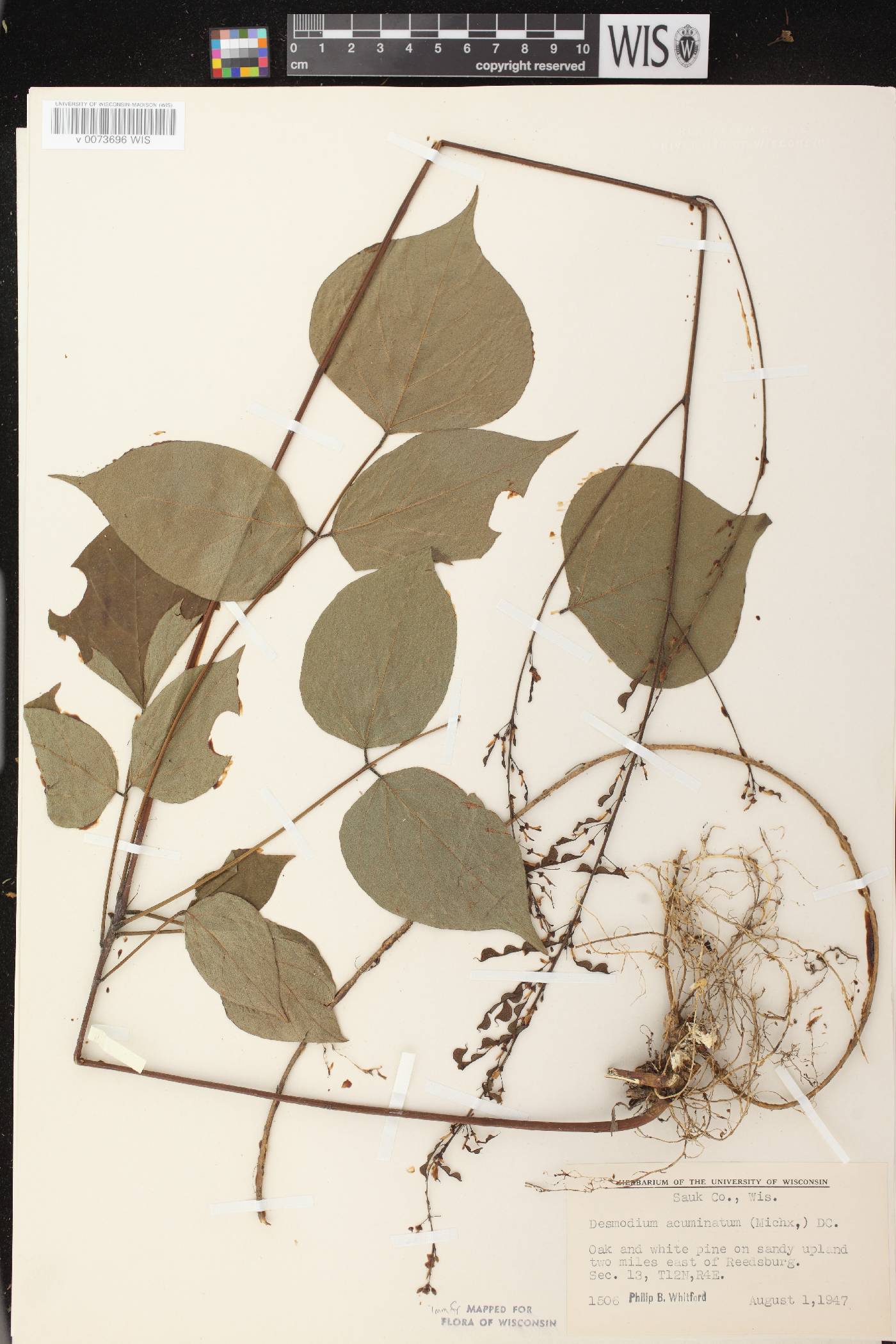 Hylodesmum glutinosum image