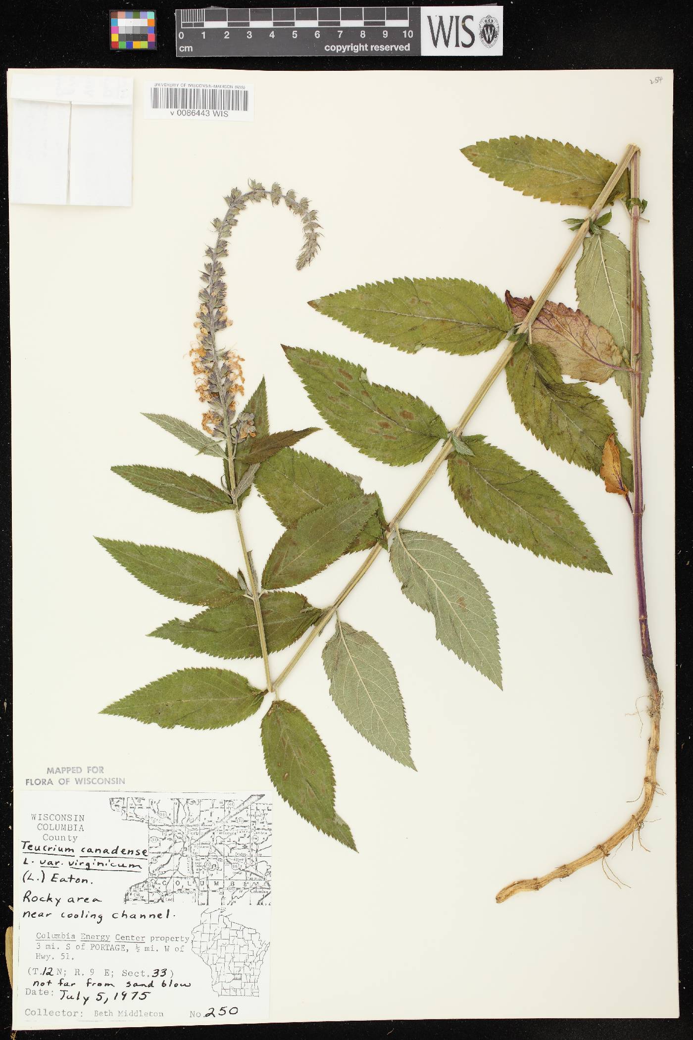 Teucrium canadense var. virginicum image