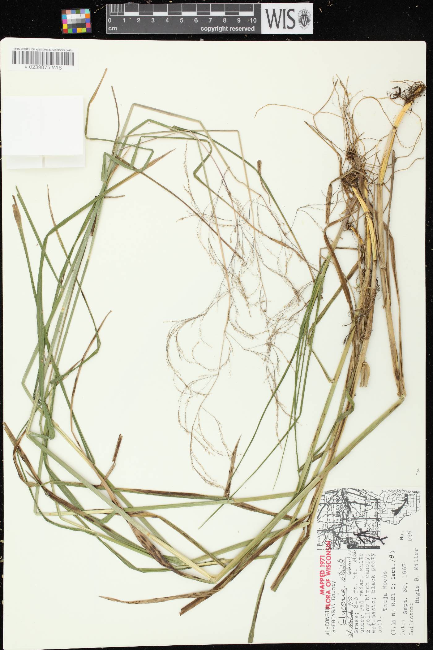 Glyceria striata image