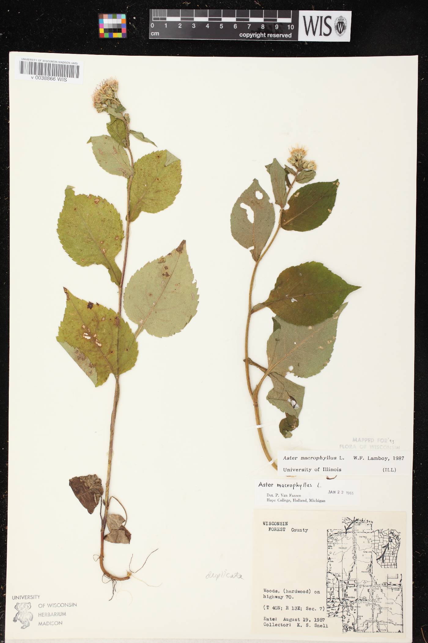 Eurybia macrophylla image