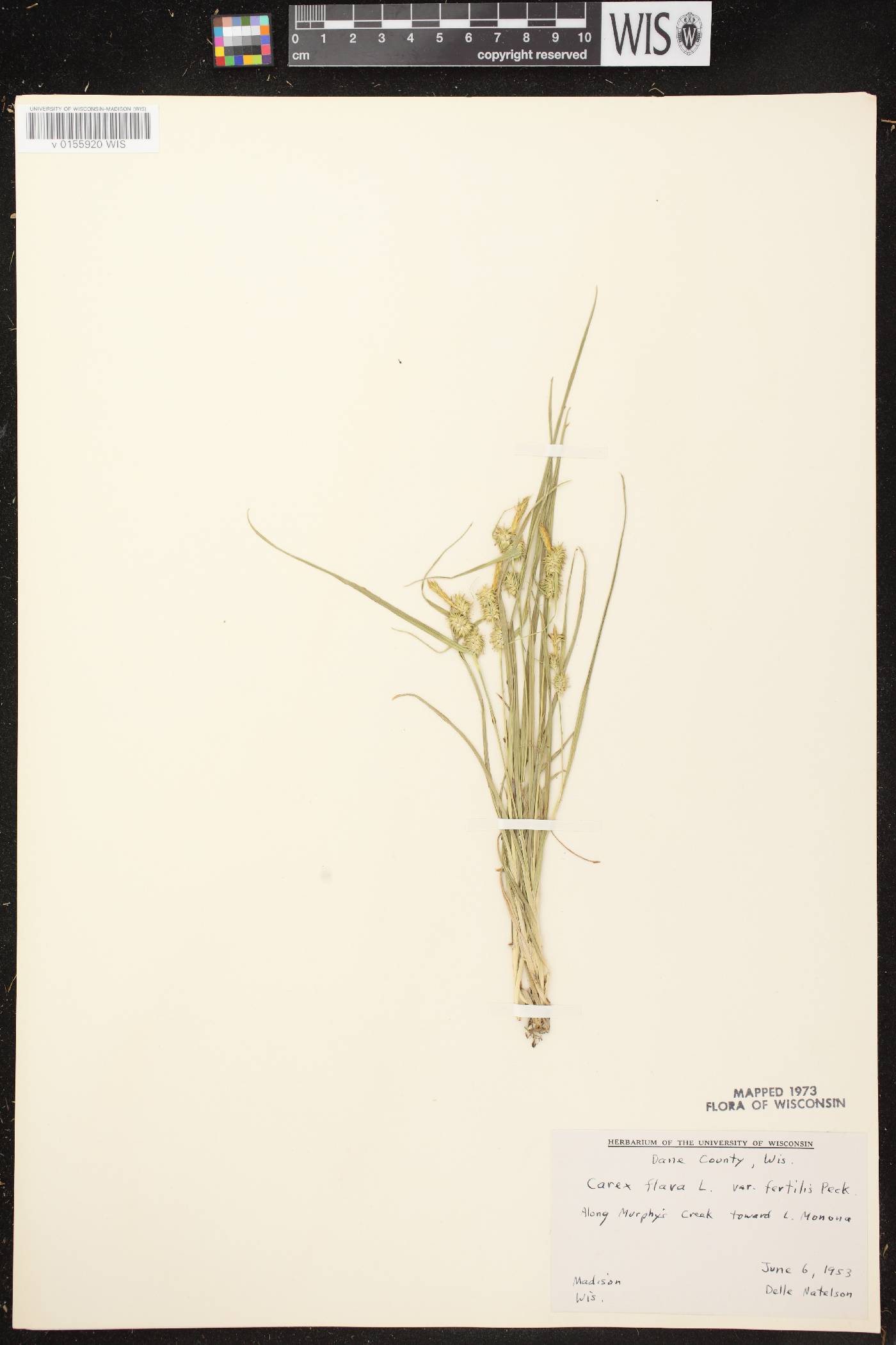 Carex cryptolepis image
