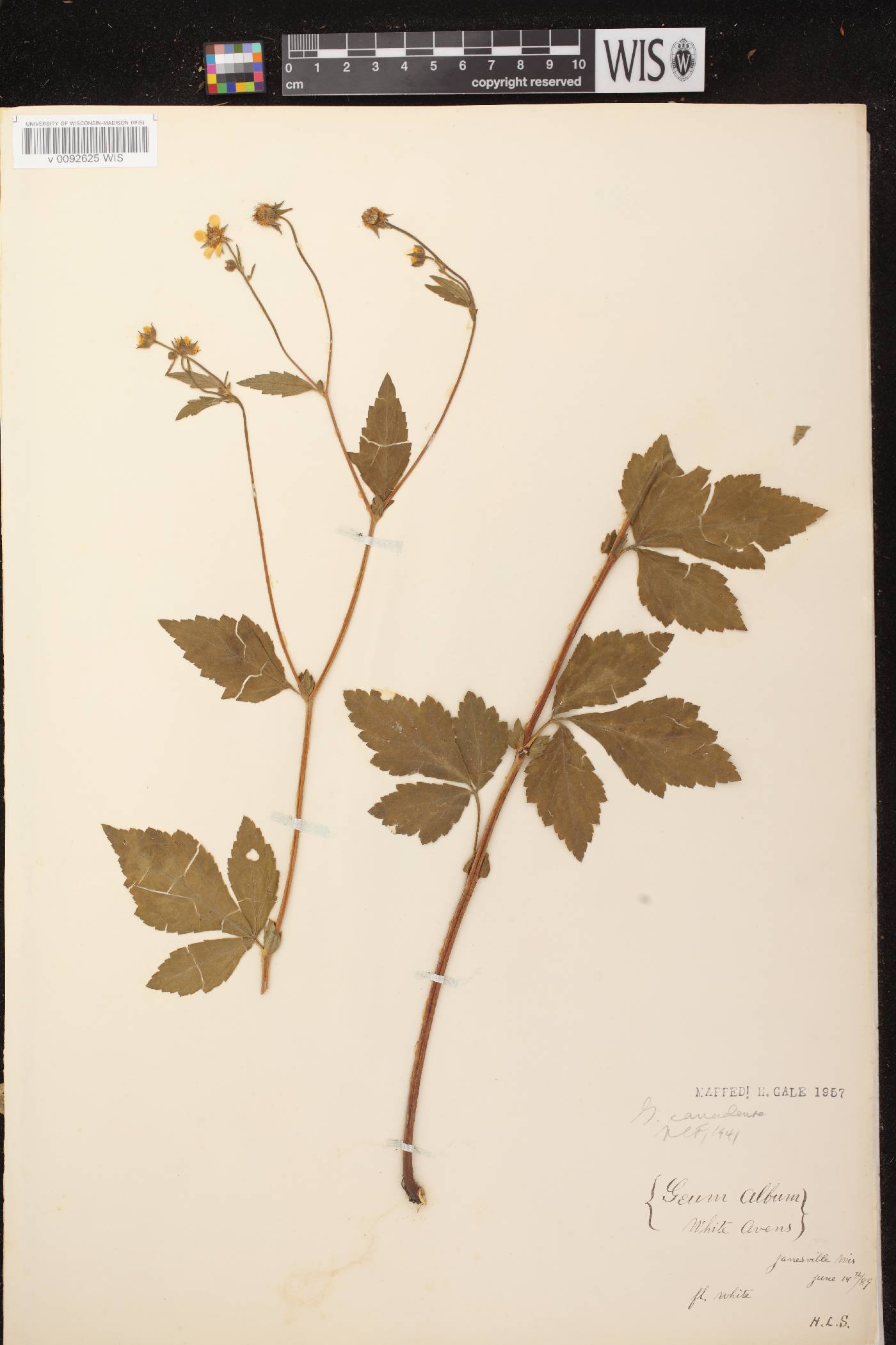 Geum canadense image