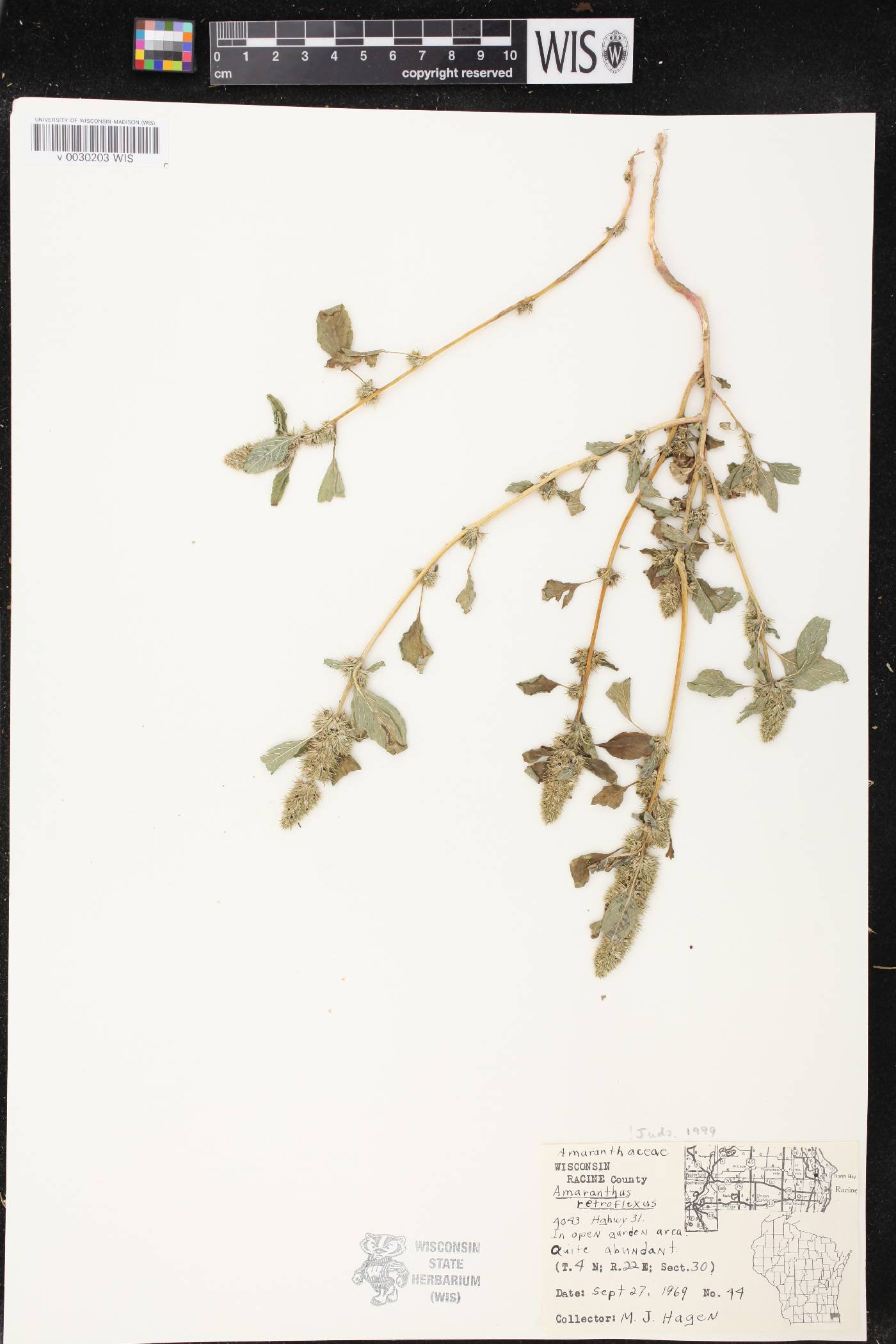Amaranthus retroflexus image