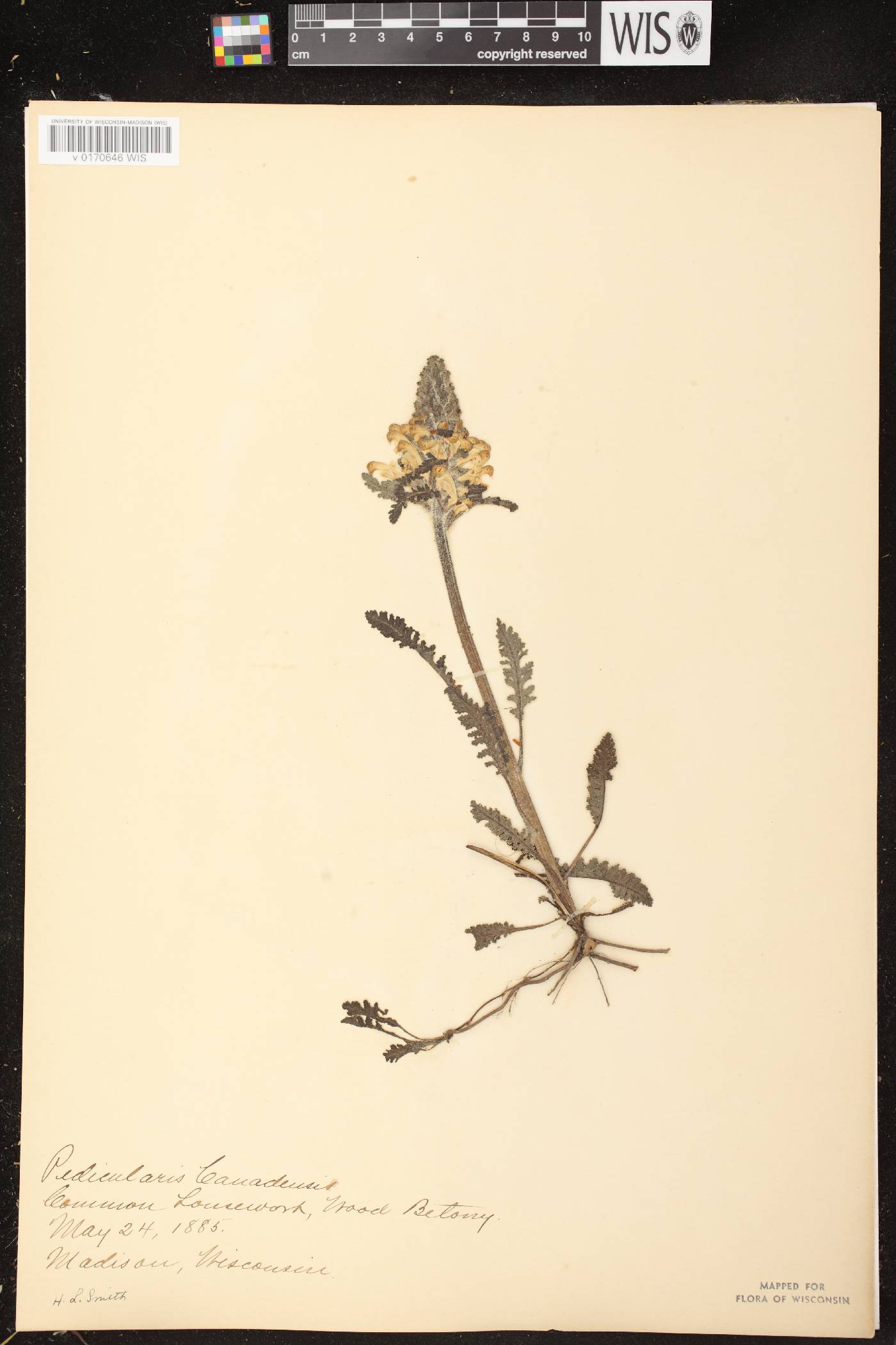 Pedicularis canadensis subsp. canadensis image