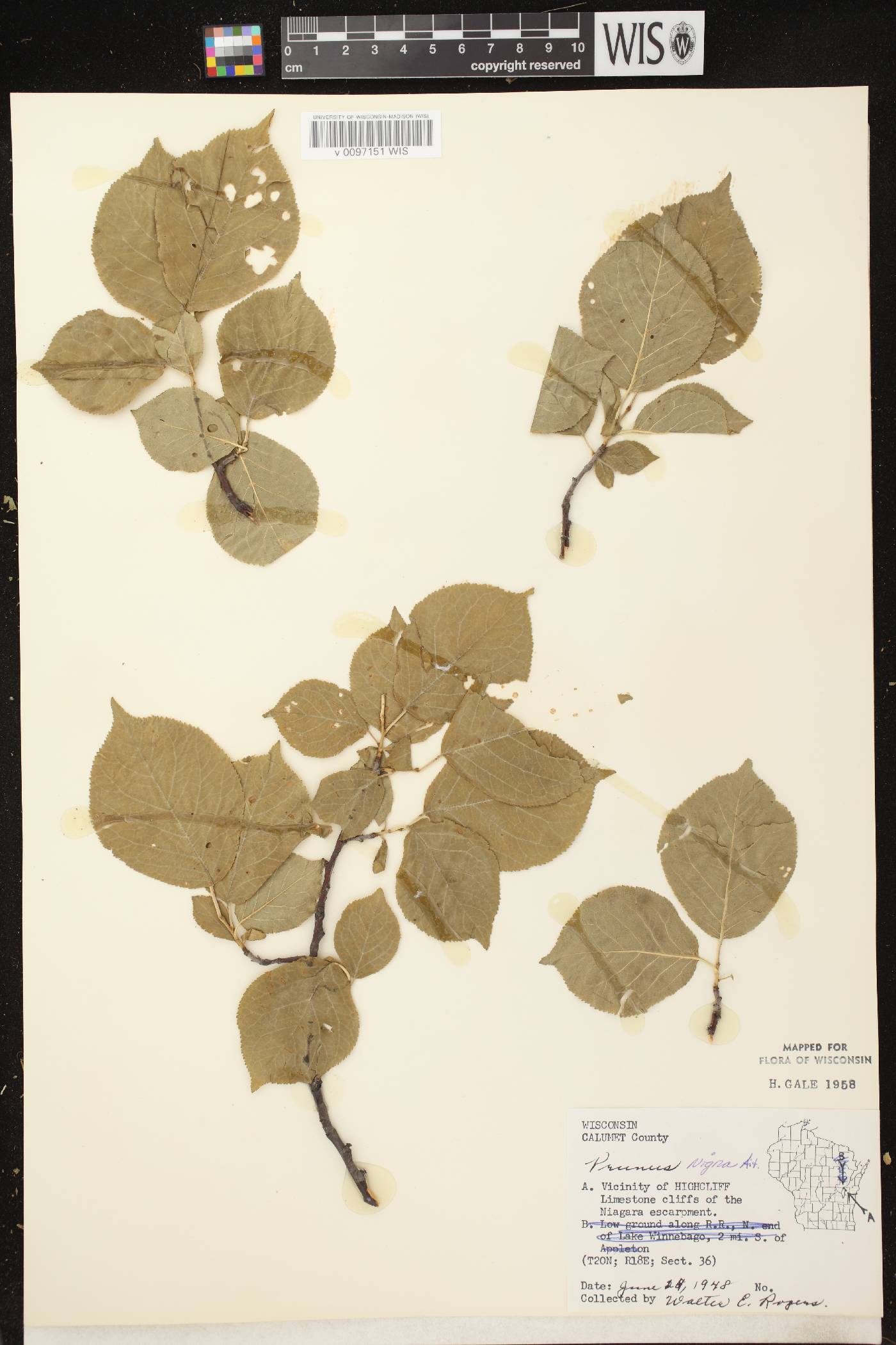 Prunus nigra image