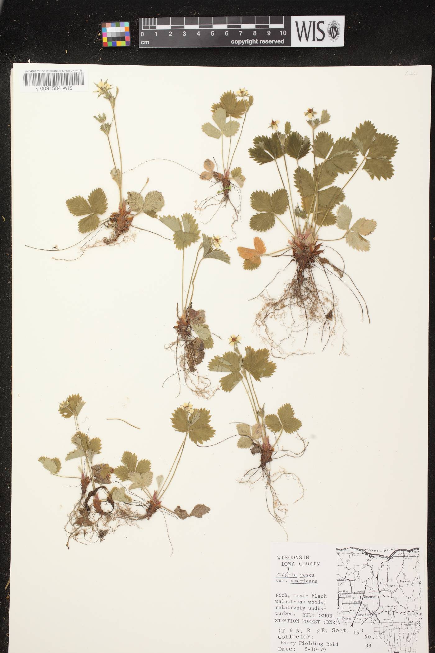 Fragaria vesca image