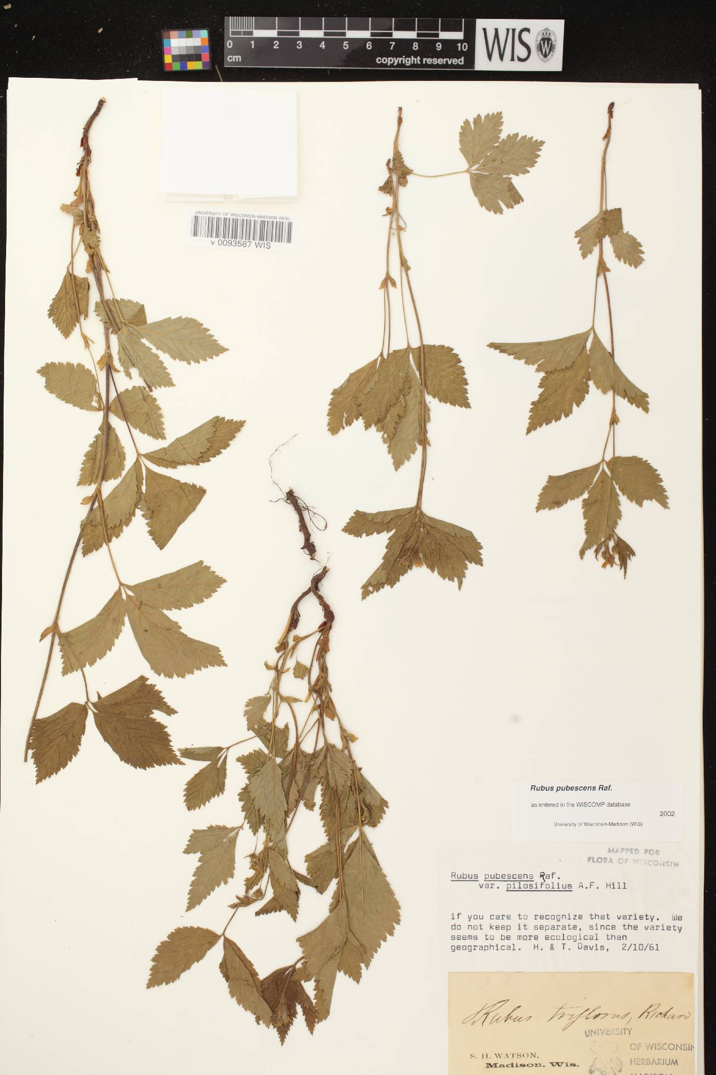Rubus pubescens image