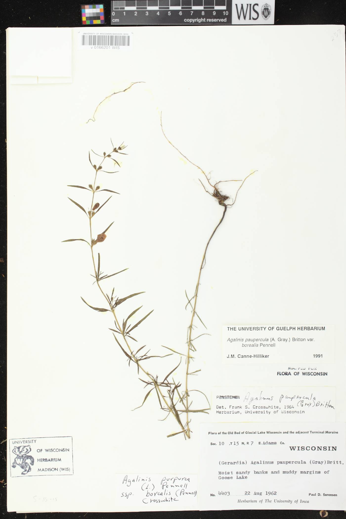 Agalinis paupercula var. borealis image