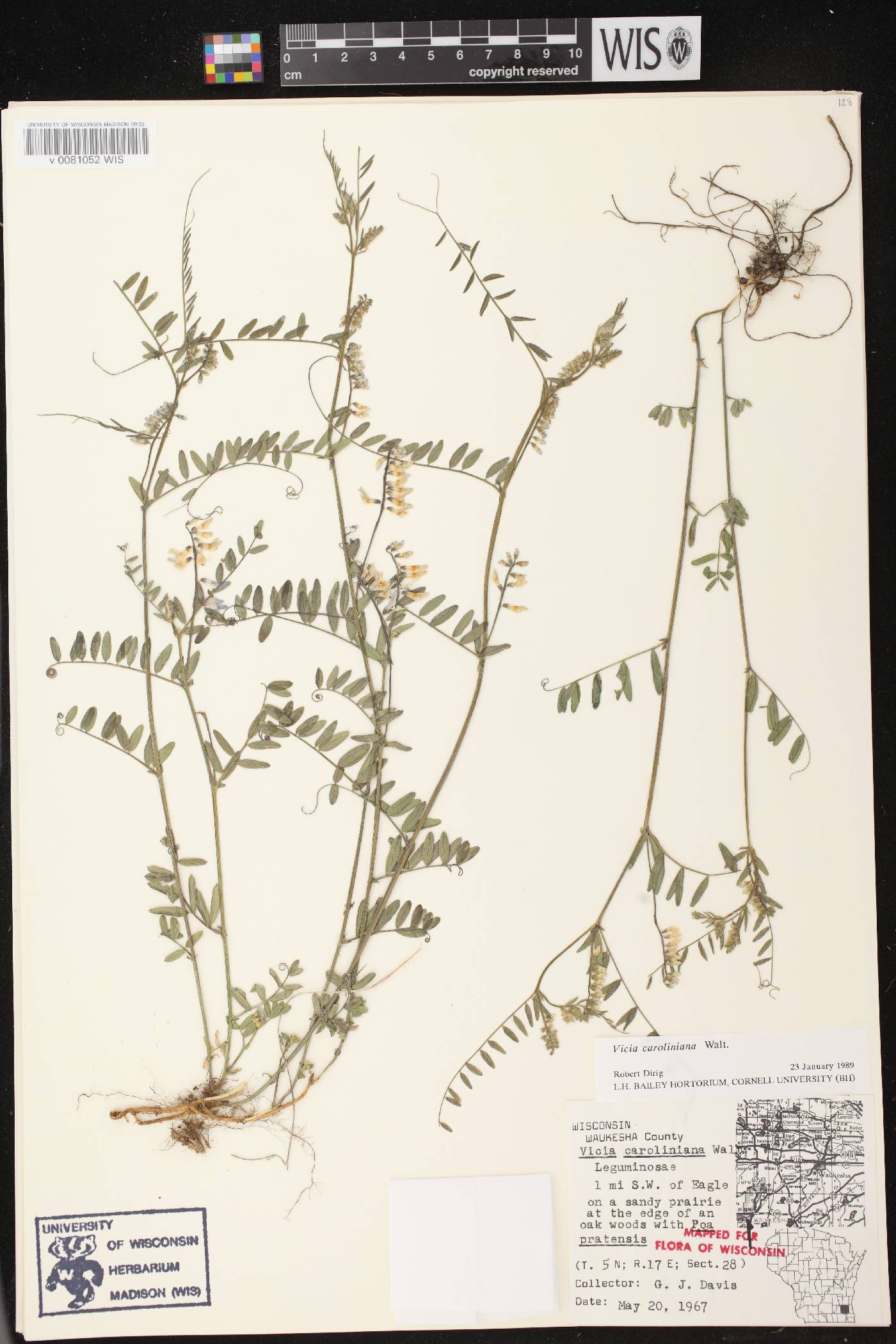 Vicia caroliniana image