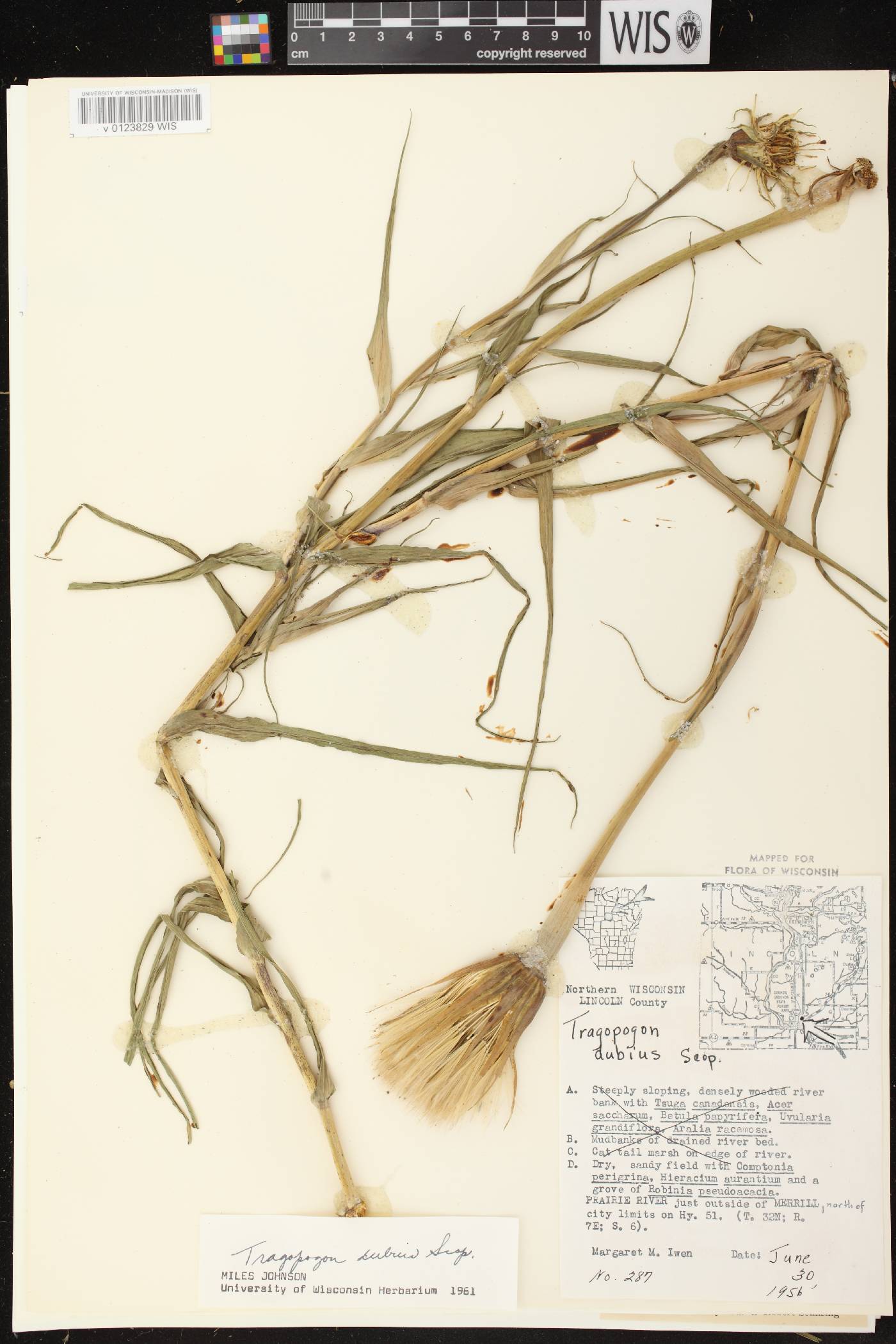 Tragopogon dubius image