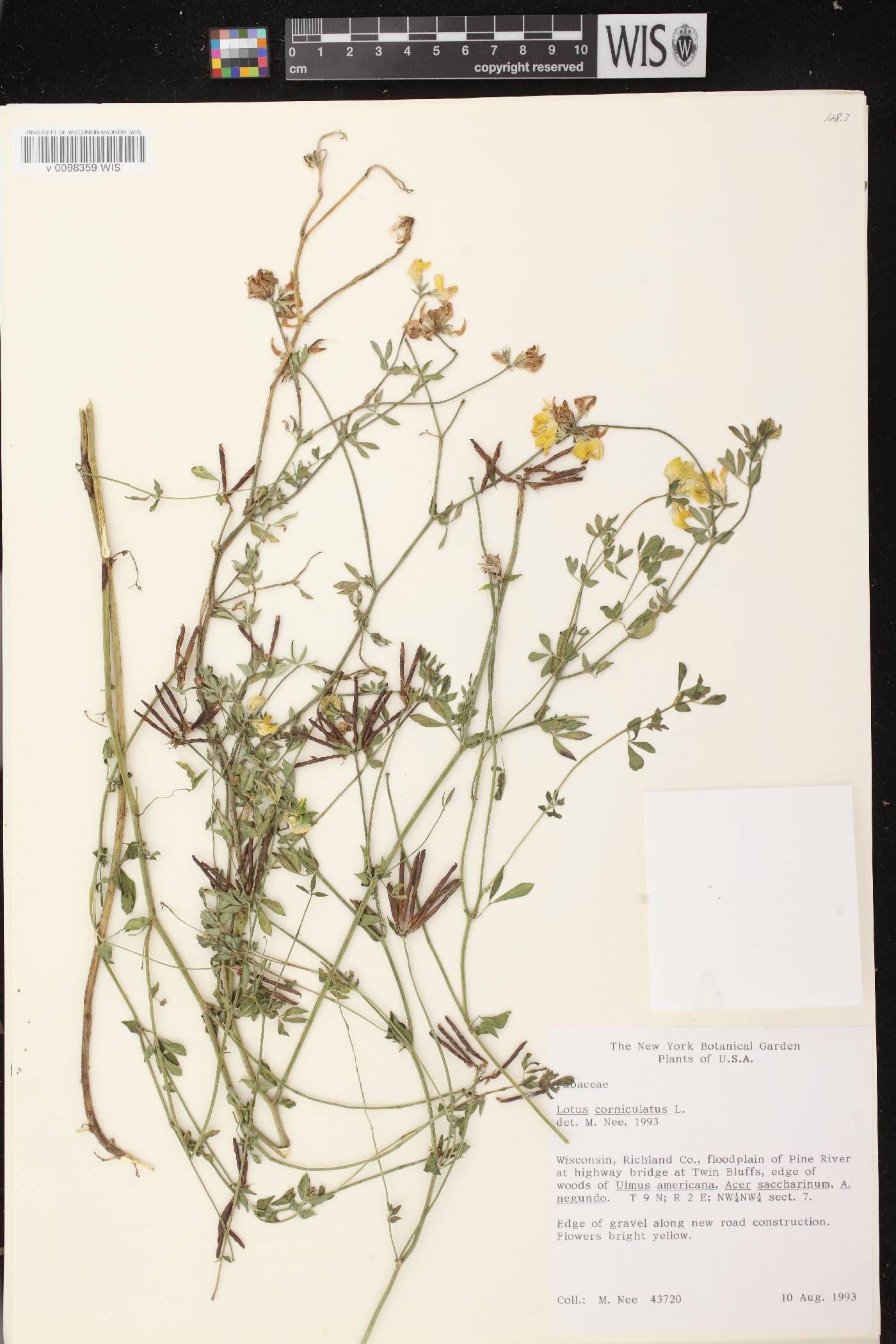 Lotus corniculatus image