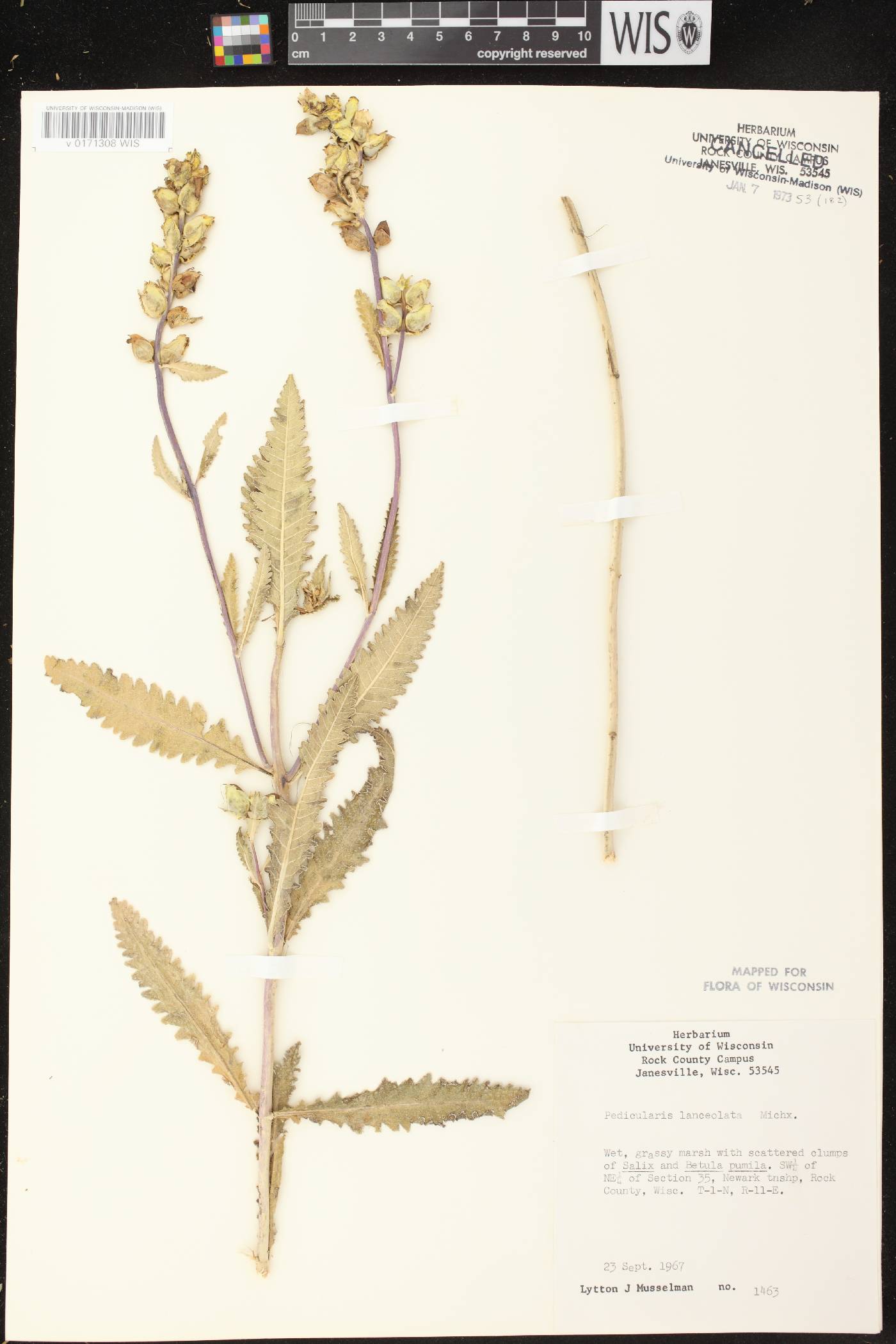 Pedicularis lanceolata image