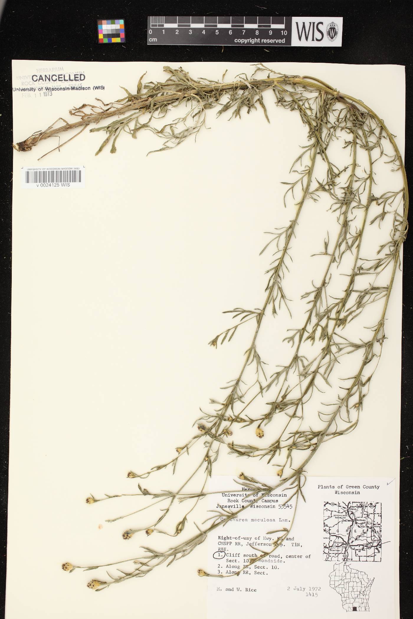 Centaurea stoebe subsp. micranthos image