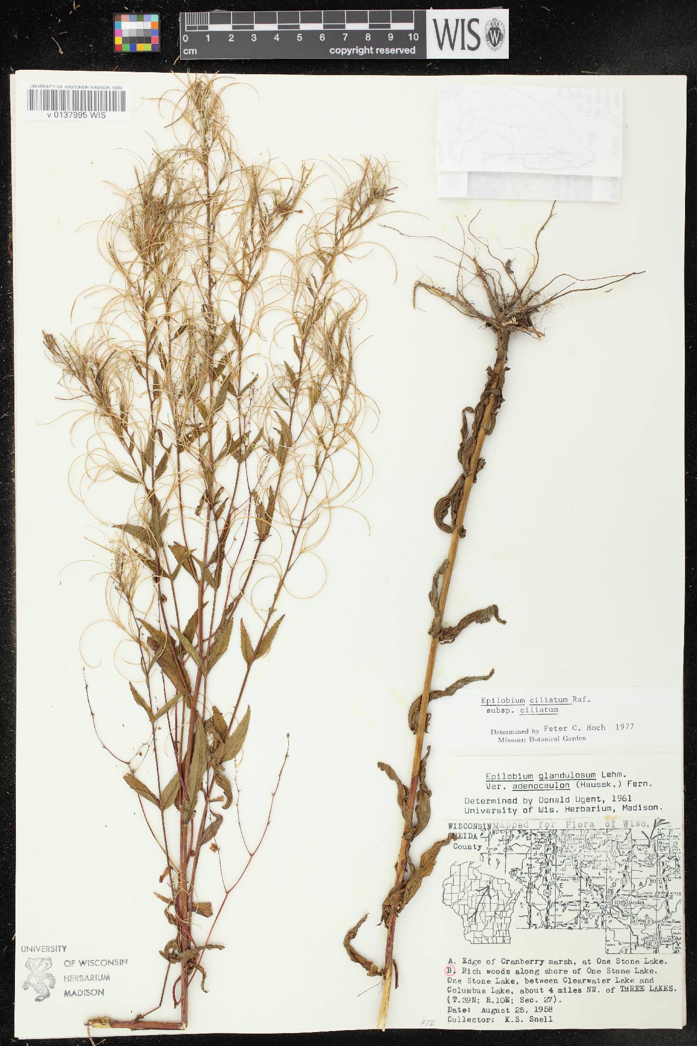 Epilobium ciliatum image