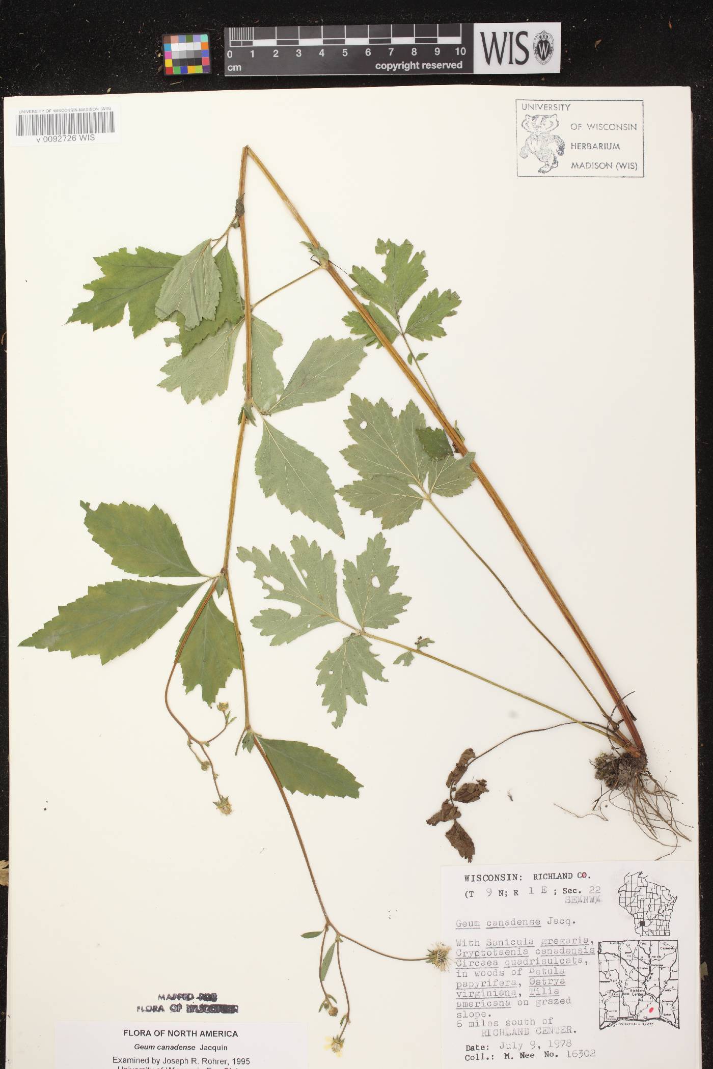 Geum canadense image