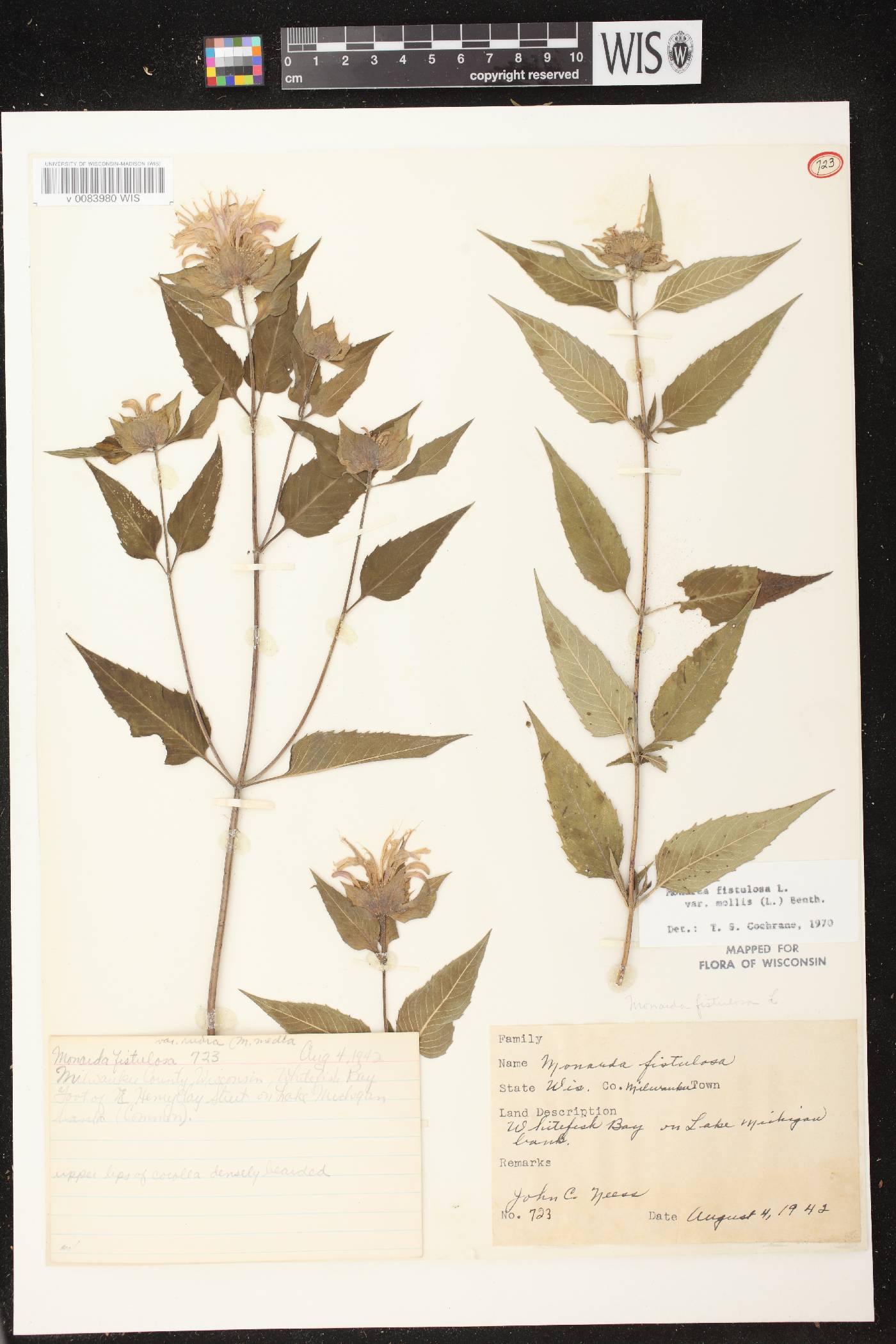 Monarda fistulosa subsp. fistulosa image