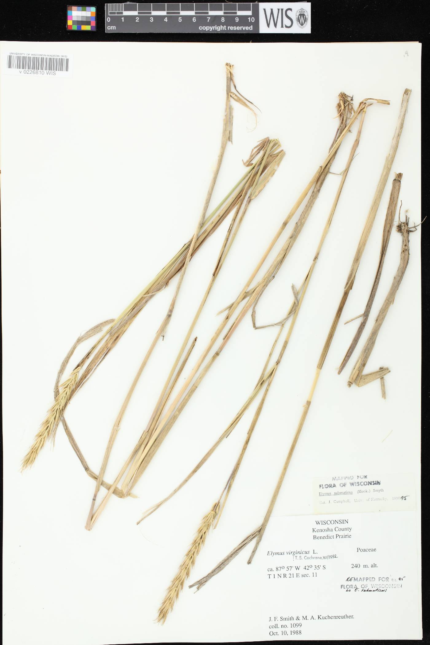 Elymus curvatus image