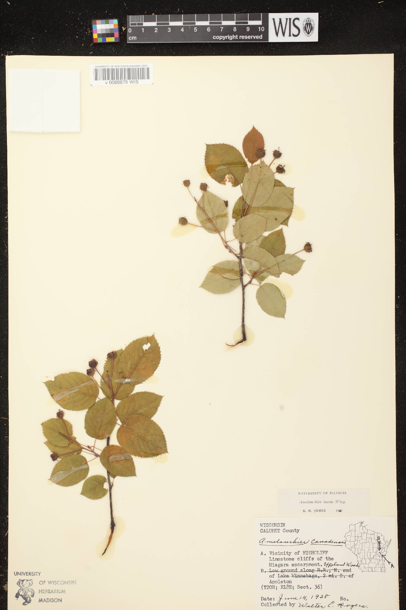 Amelanchier laevis image