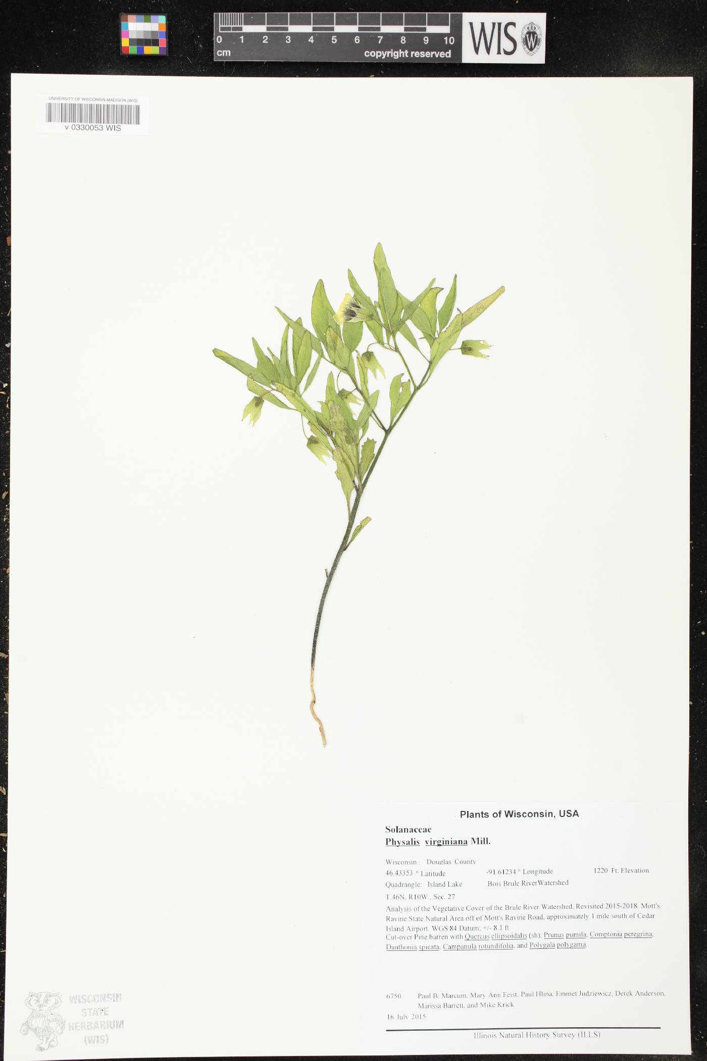 Physalis virginiana image