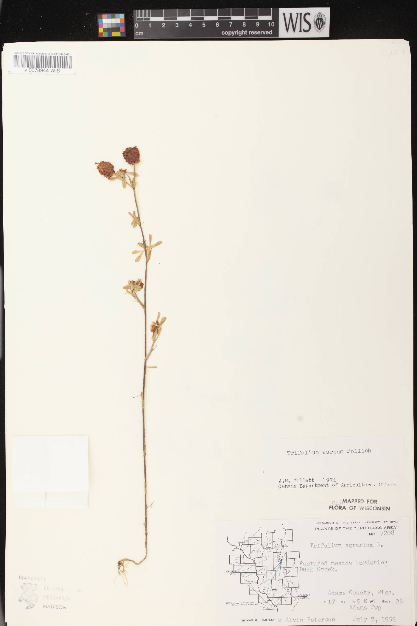 Trifolium aureum image