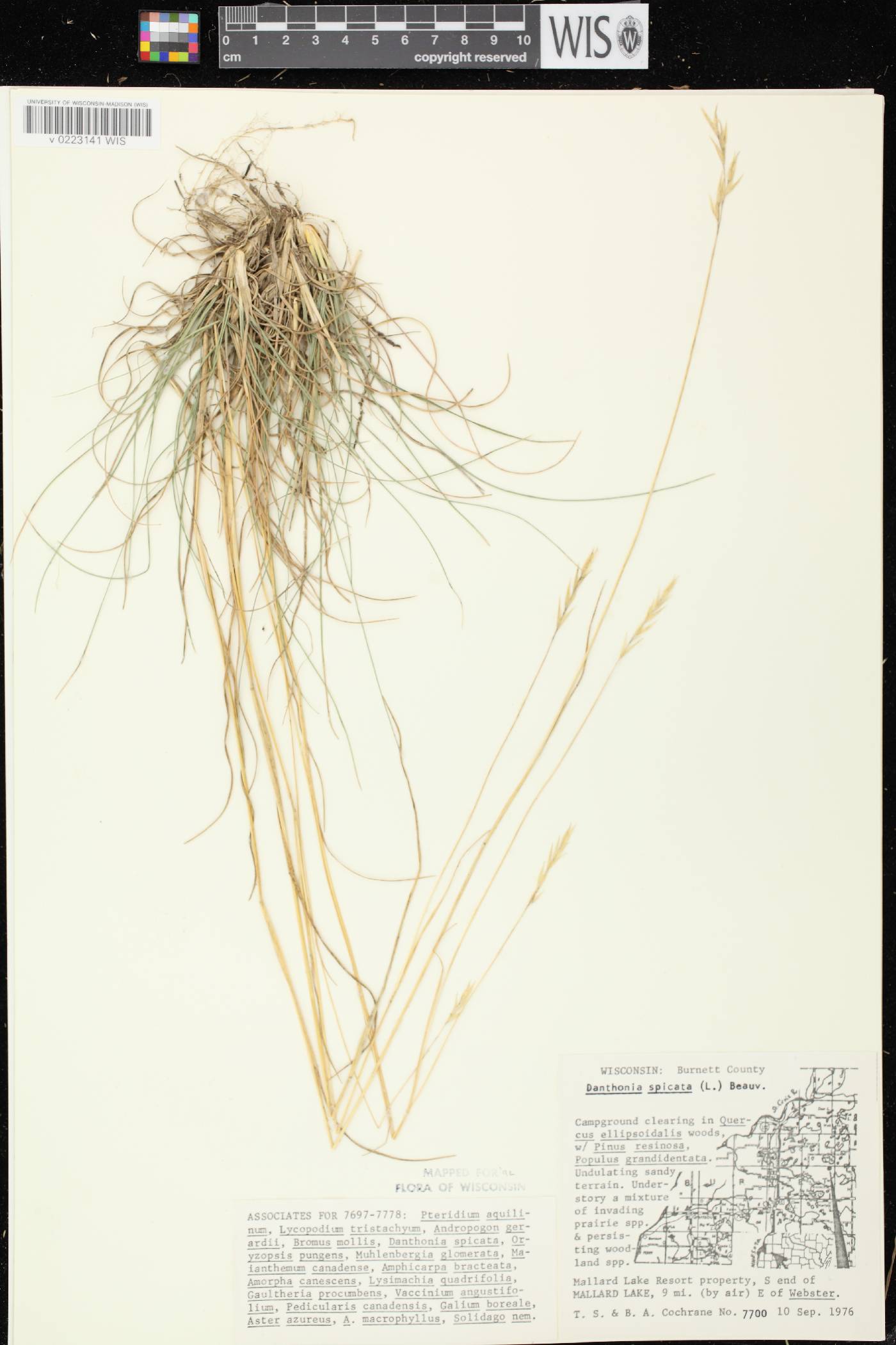 Danthonia spicata image