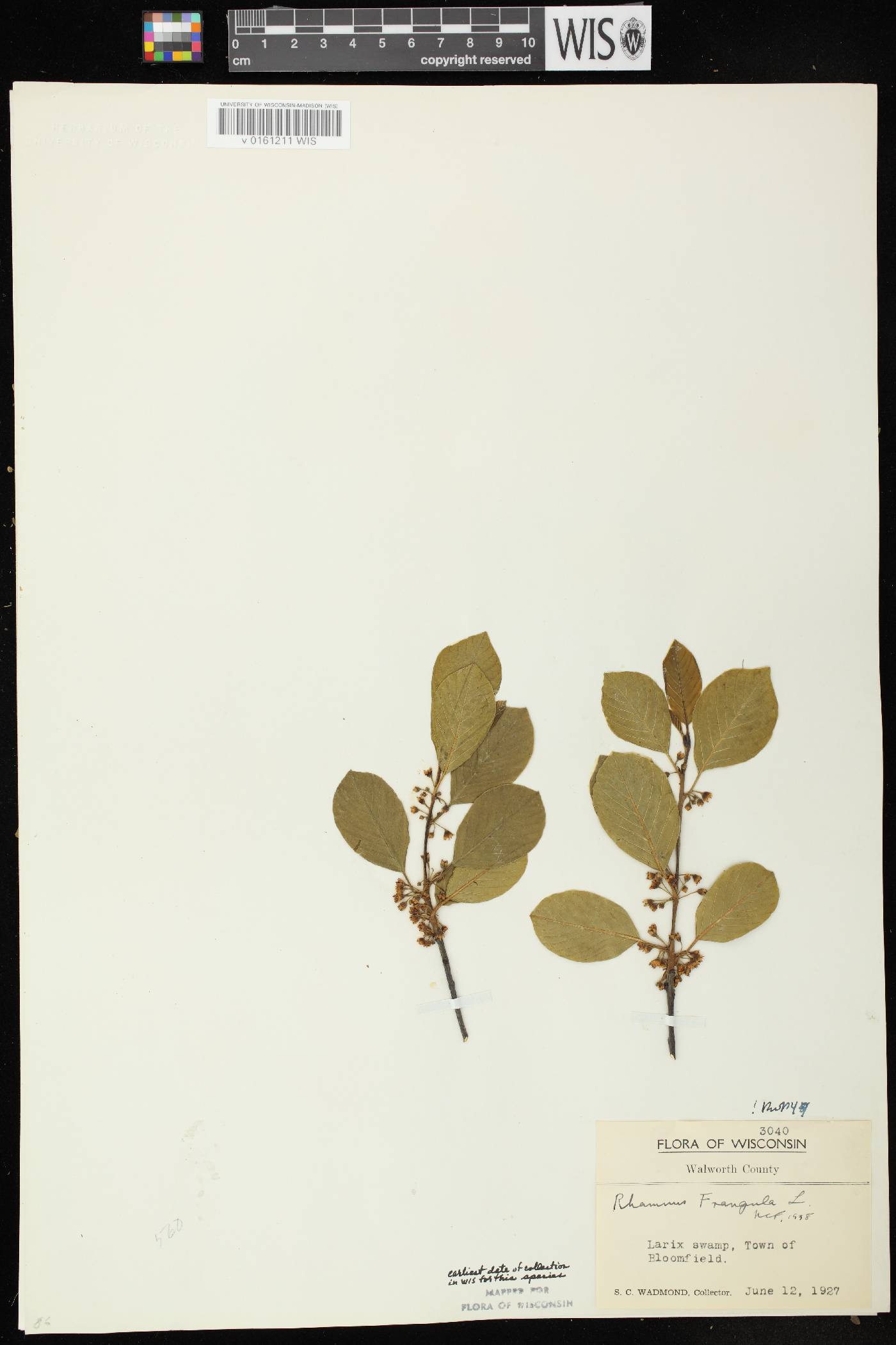 Frangula alnus image