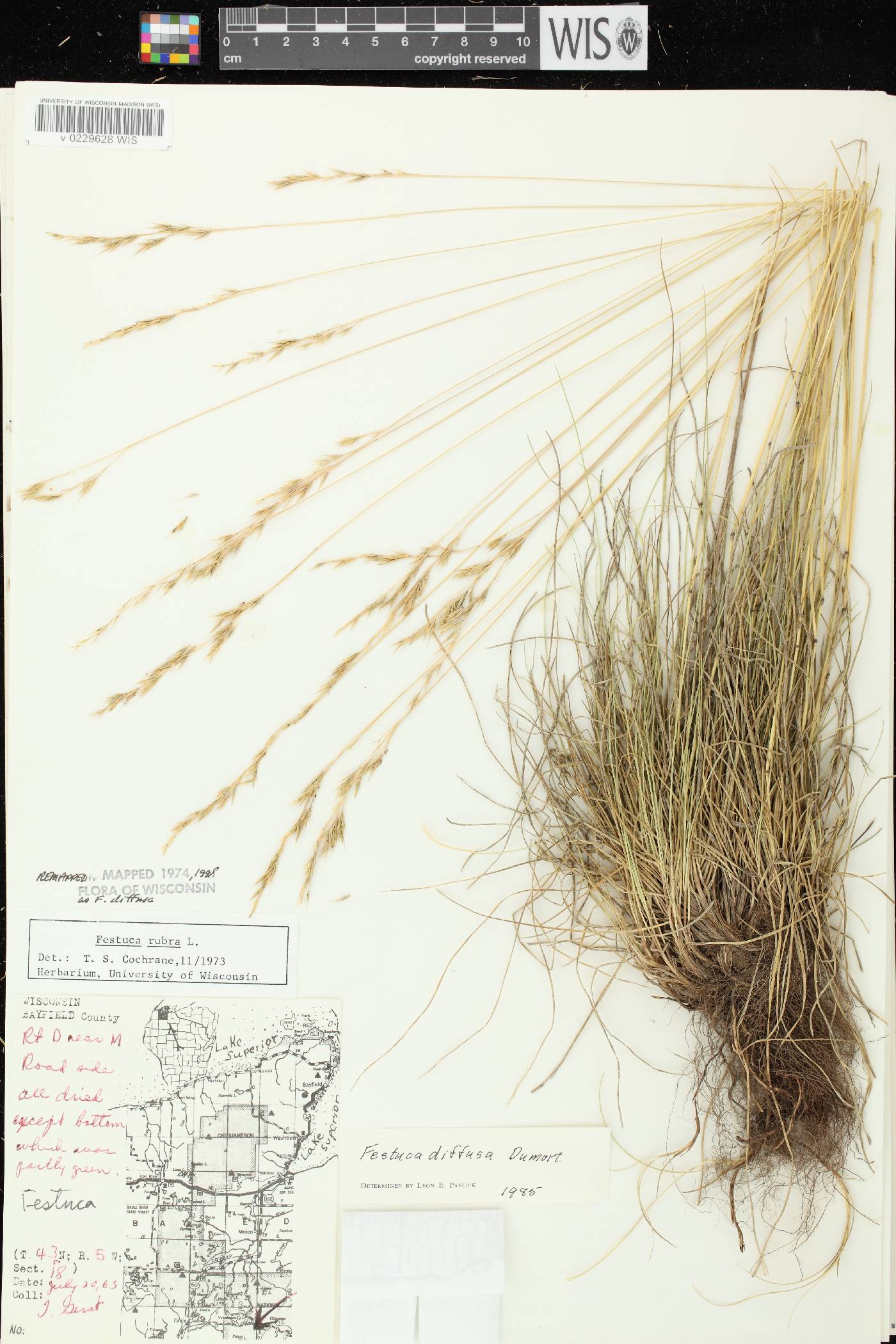 Festuca rubra subsp. fallax image