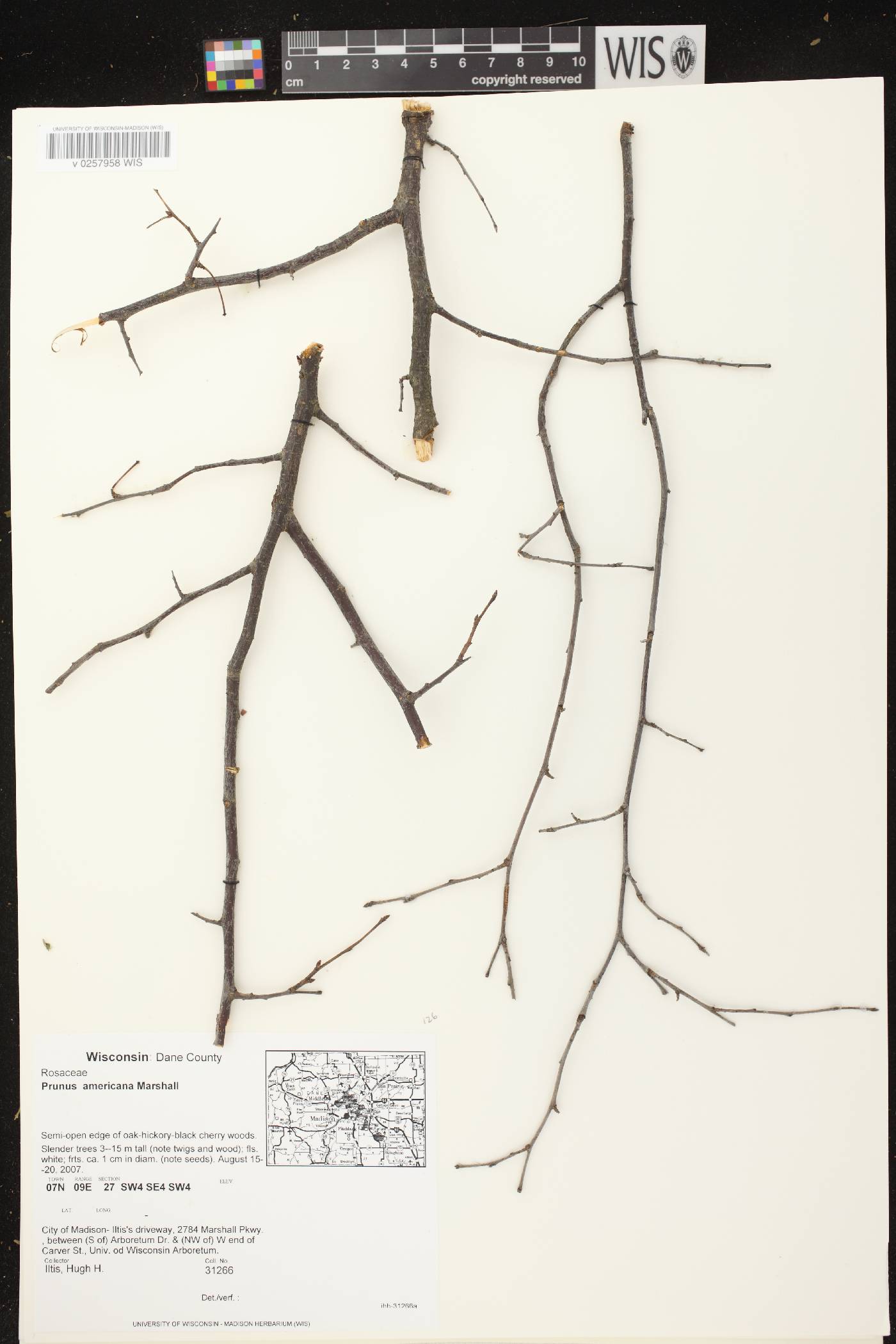 Prunus americana image