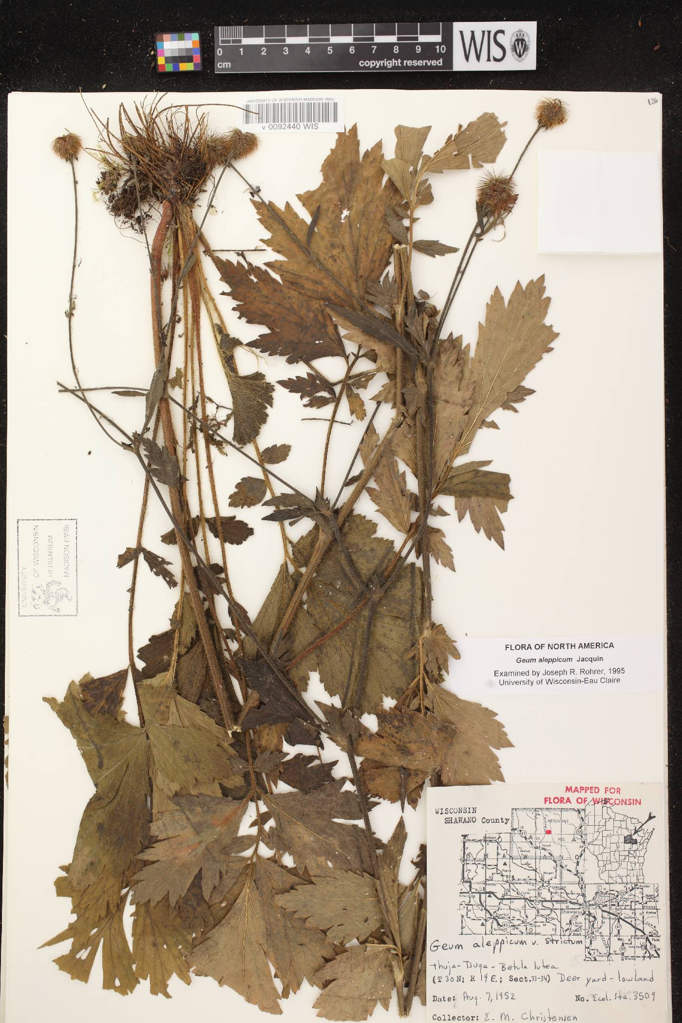 Geum aleppicum image
