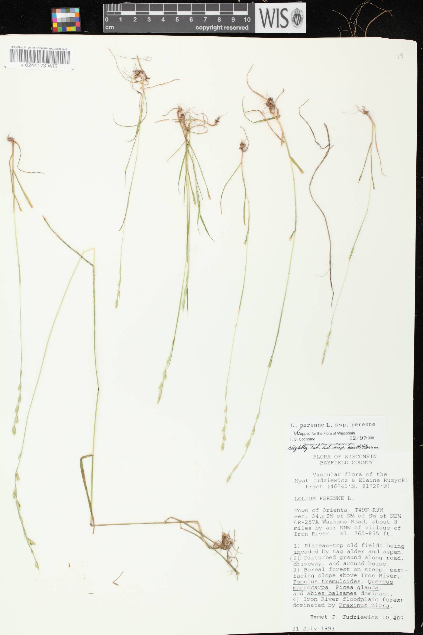 Lolium perenne subsp. perenne image
