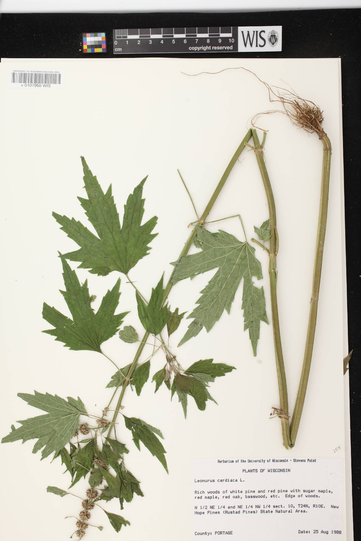 Leonurus cardiaca image