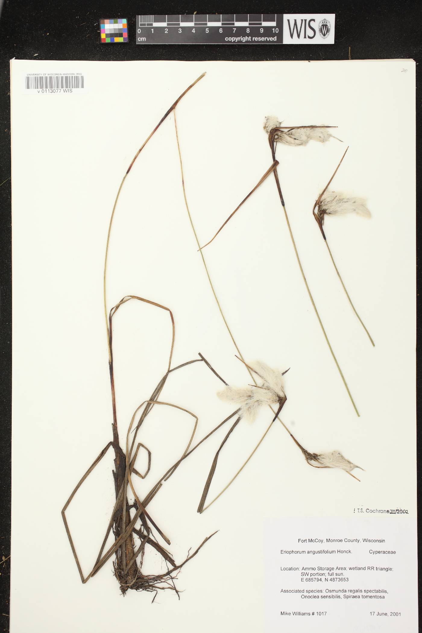 Eriophorum angustifolium subsp. angustifolium image