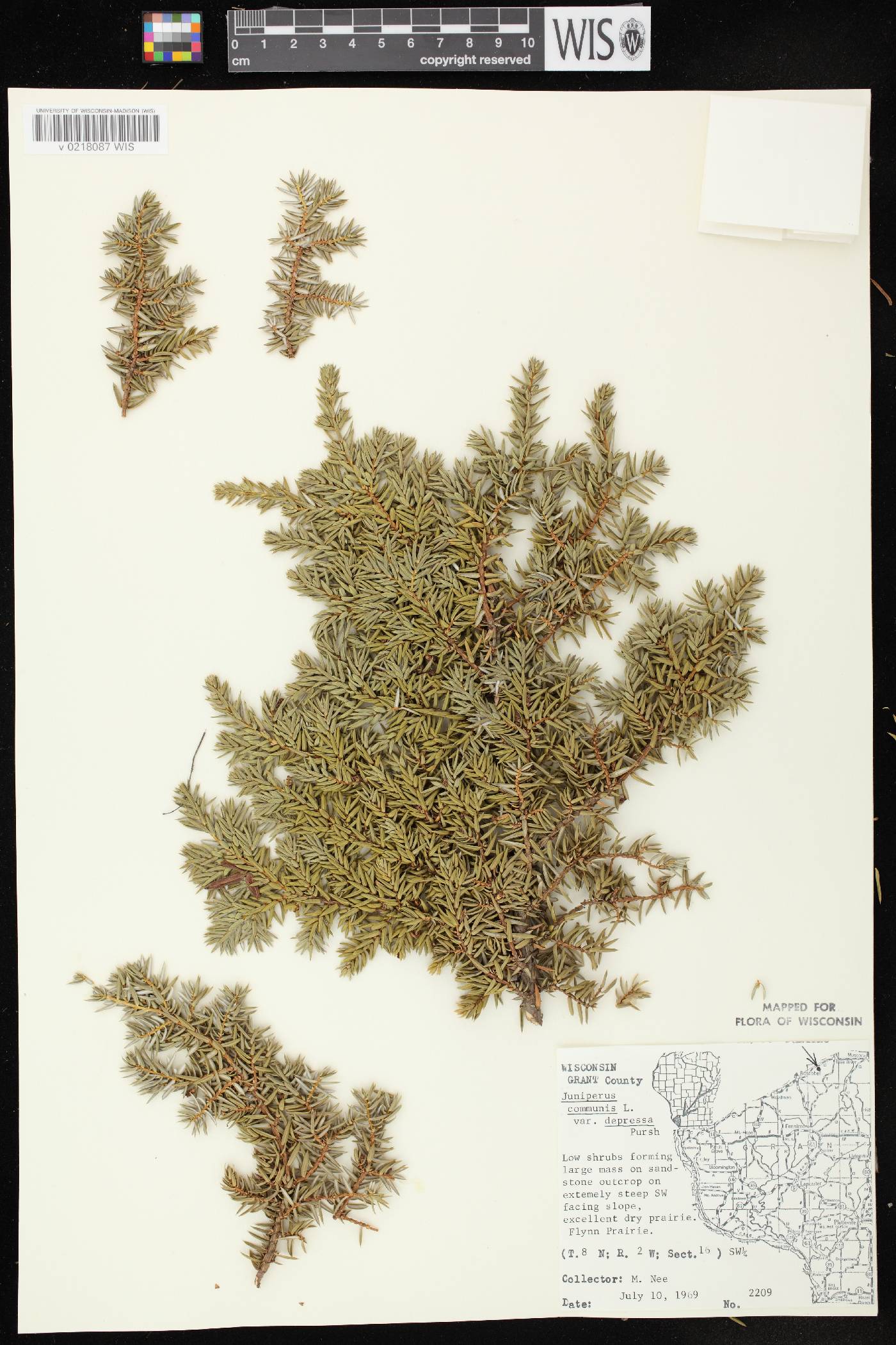 Juniperus communis image