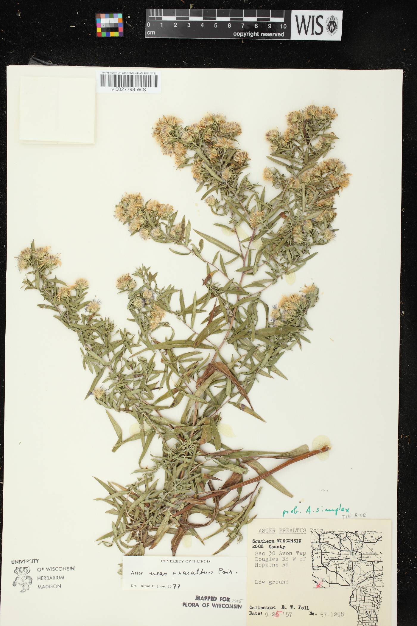 Symphyotrichum praealtum image