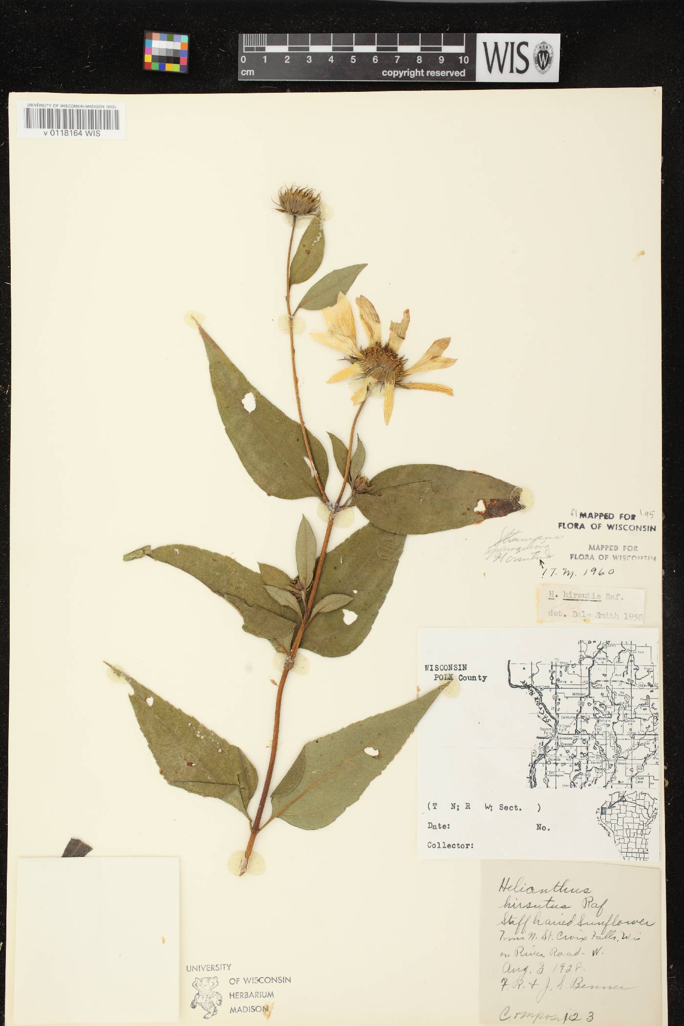 Helianthus strumosus image