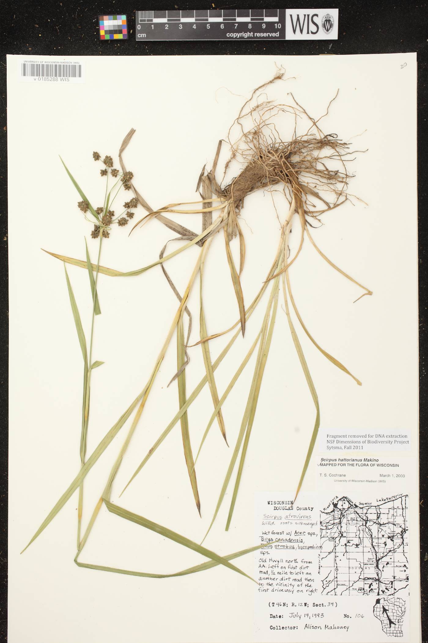 Scirpus hattorianus image