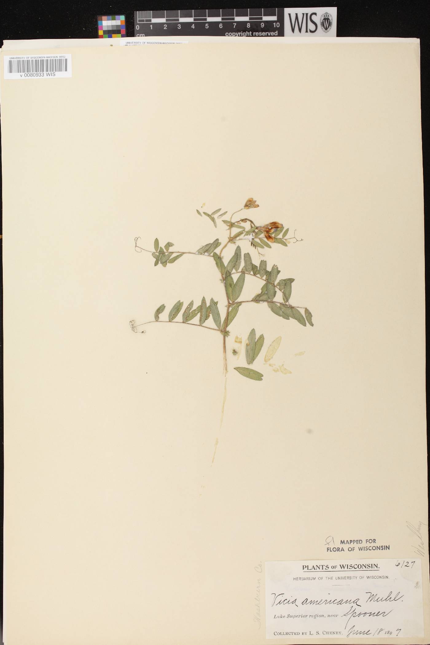 Vicia americana subsp. americana image