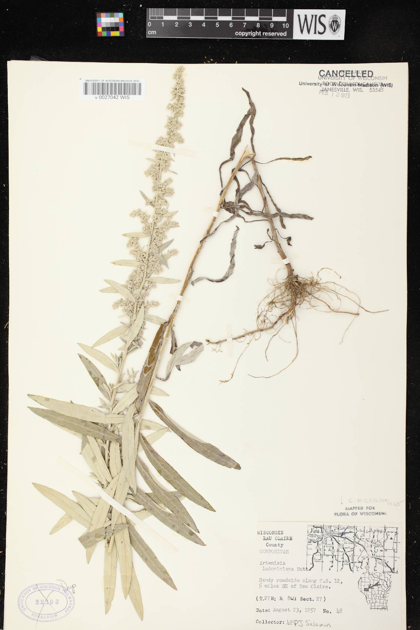 Artemisia ludoviciana image
