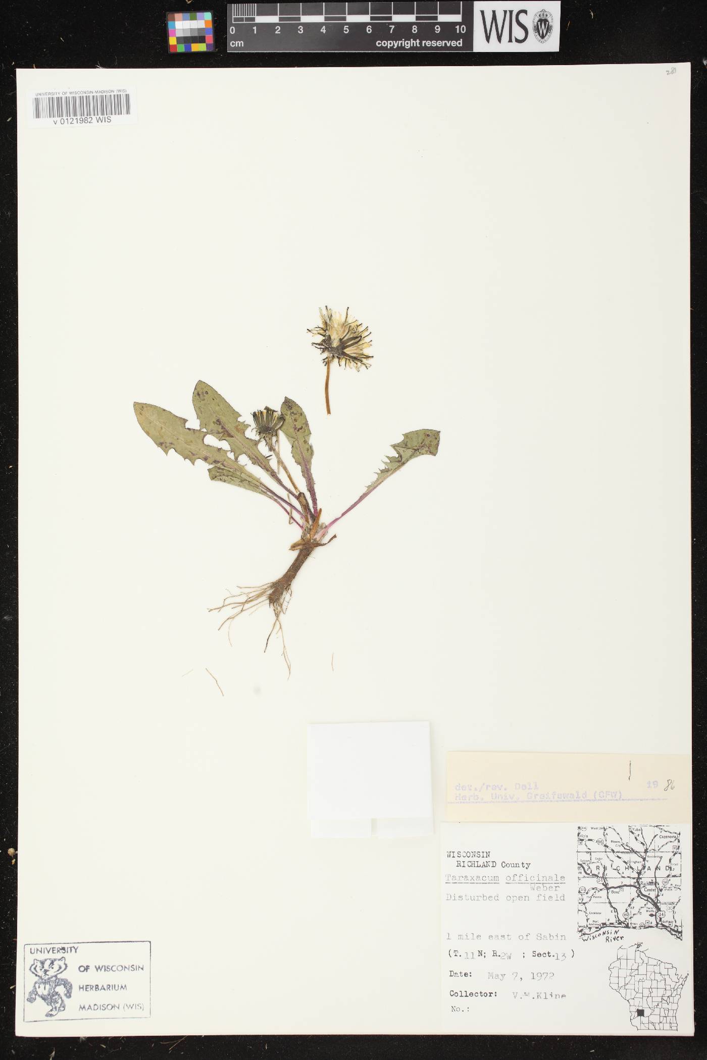Taraxacum officinale image