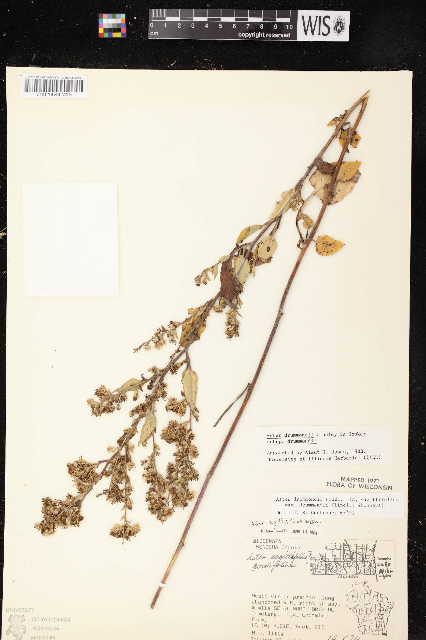 Symphyotrichum drummondii var. drummondii image