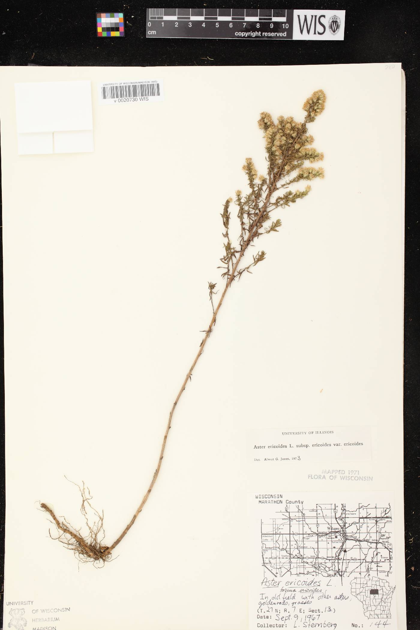 Symphyotrichum ericoides var. ericoides image